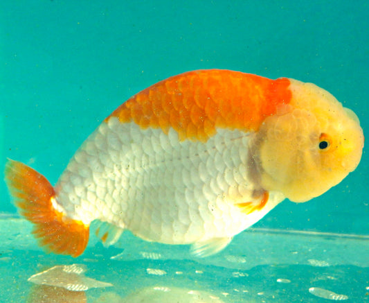 Live Fish Red/White Dragonscale Ranchu 4.5 inches