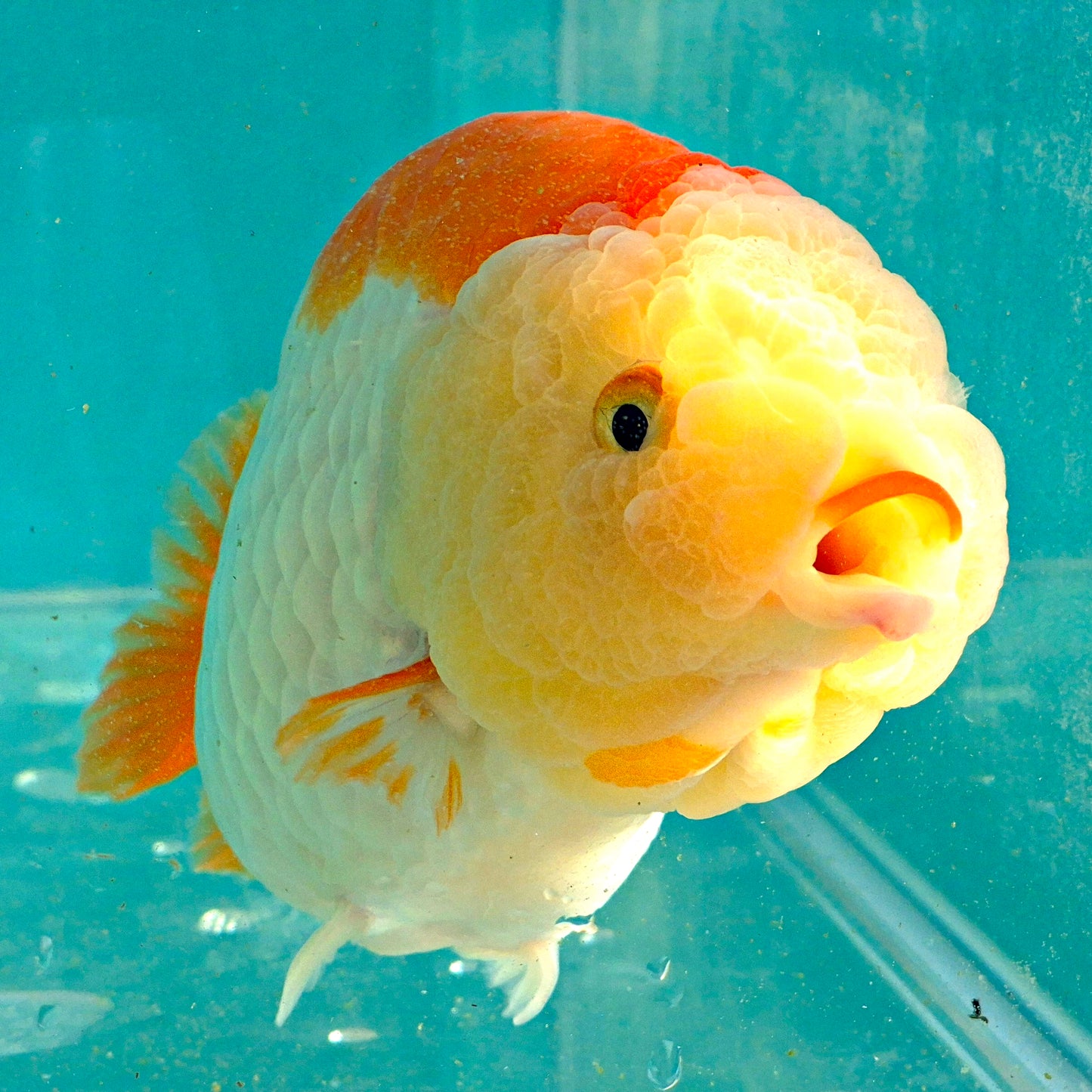 Live Fish Red/White Dragonscale Ranchu 4.5 inches