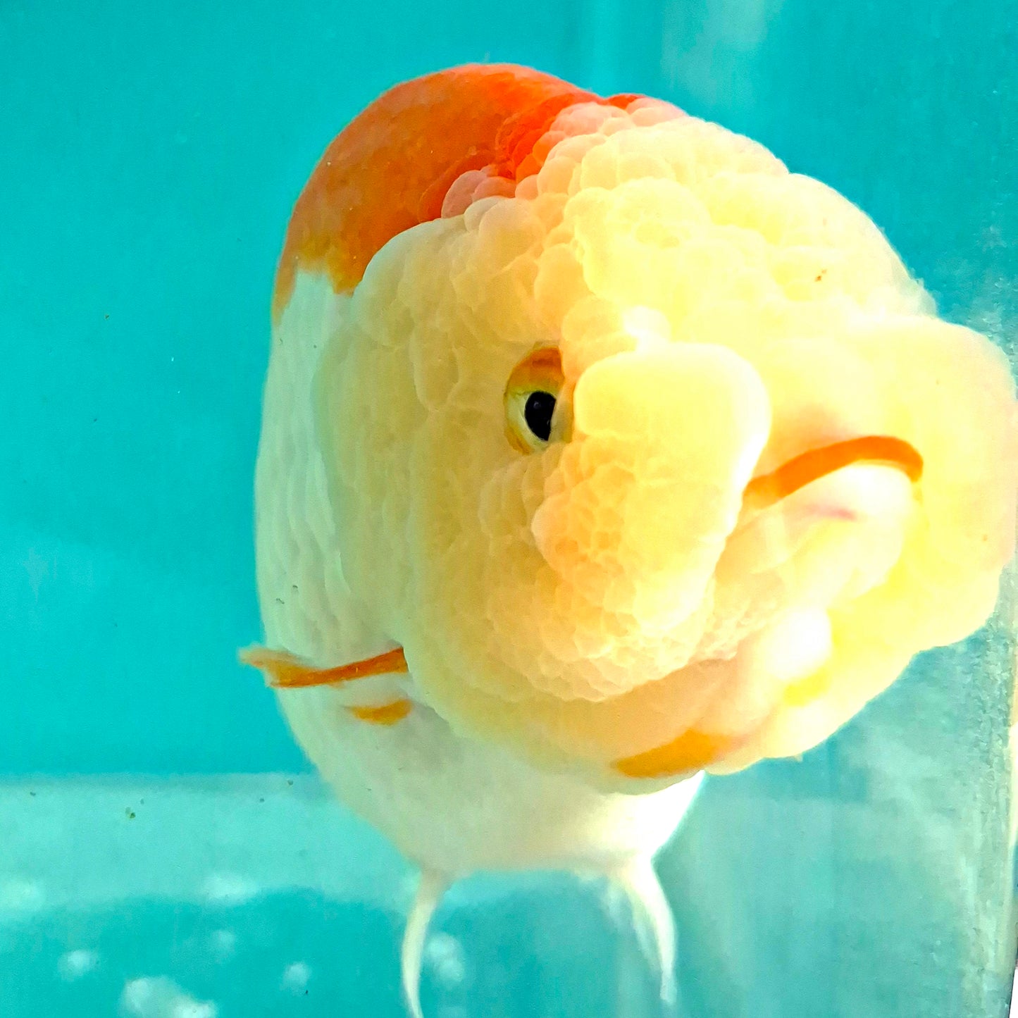 Live Fish Red/White Dragonscale Ranchu 4.5 inches