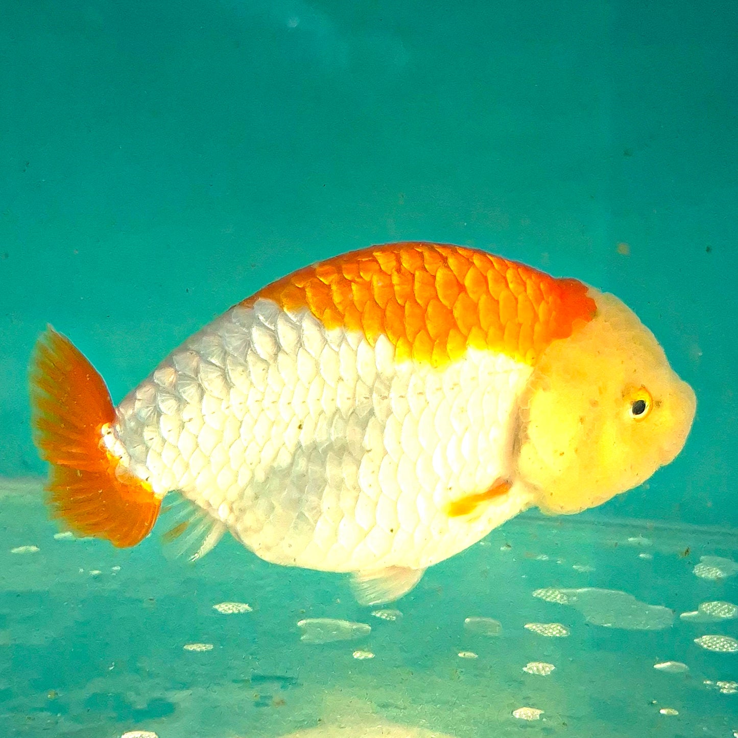 Live Fish Red/White Dragonscale Ranchu 4.5 inches