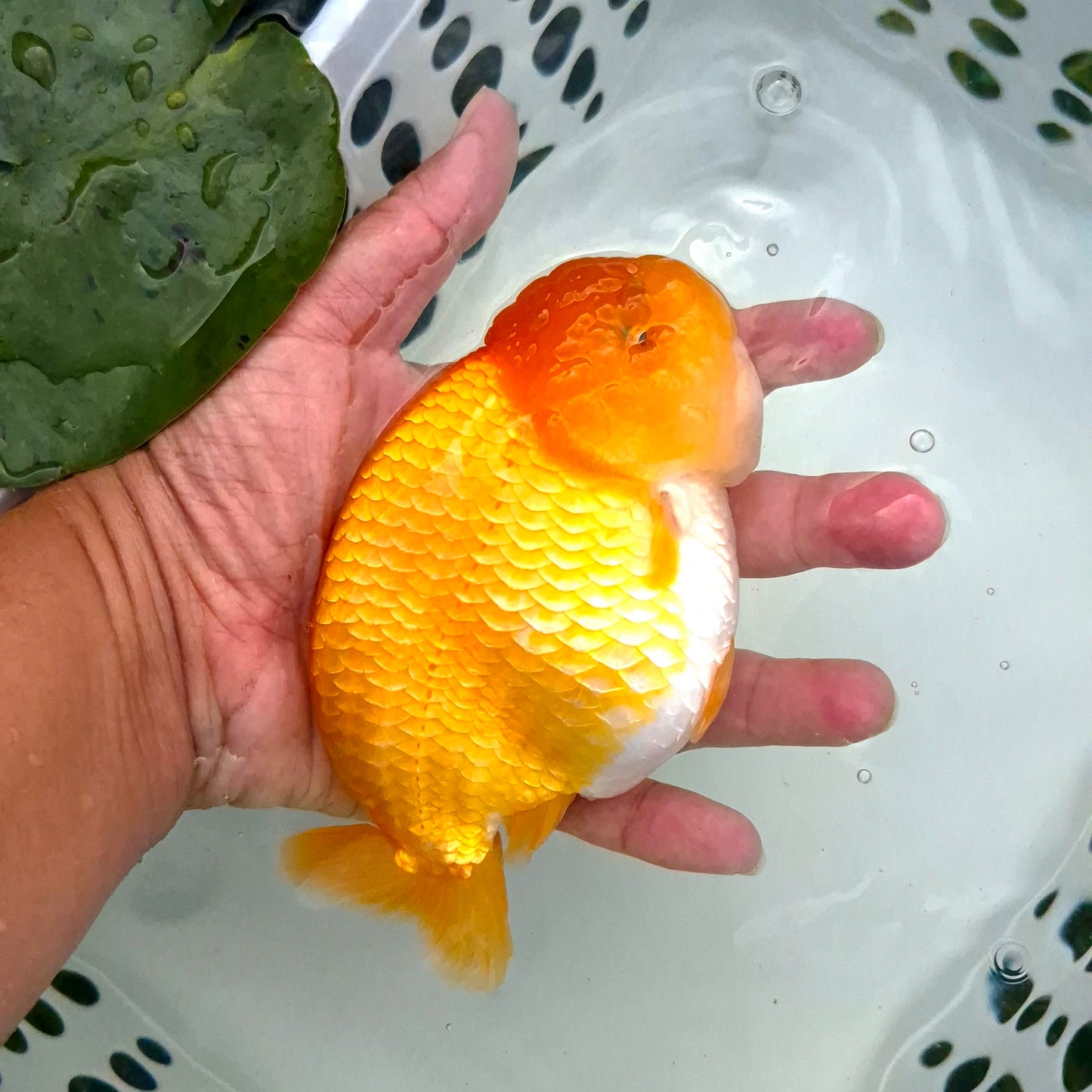 Live Fish Orange Dragonscale Ranchu 4.5 inches