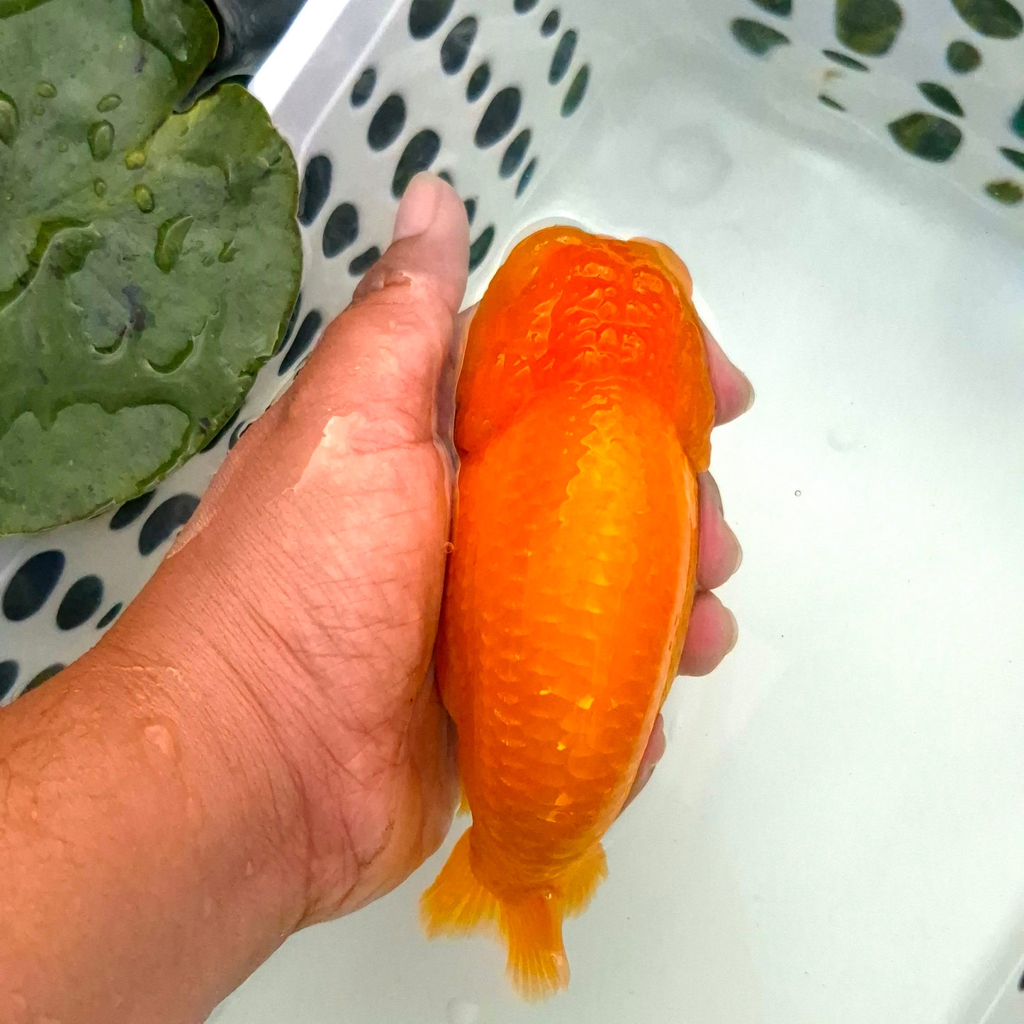 Live Fish Orange Dragonscale Ranchu 4.5 inches