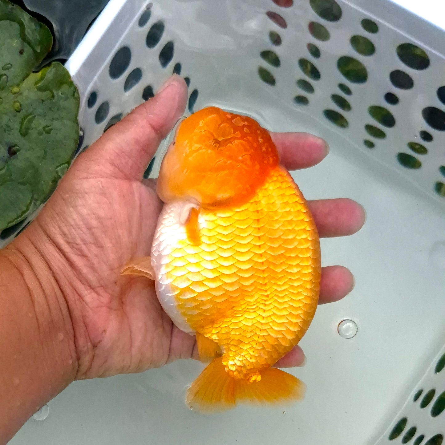 Live Fish Orange Dragonscale Ranchu 4.5 inches
