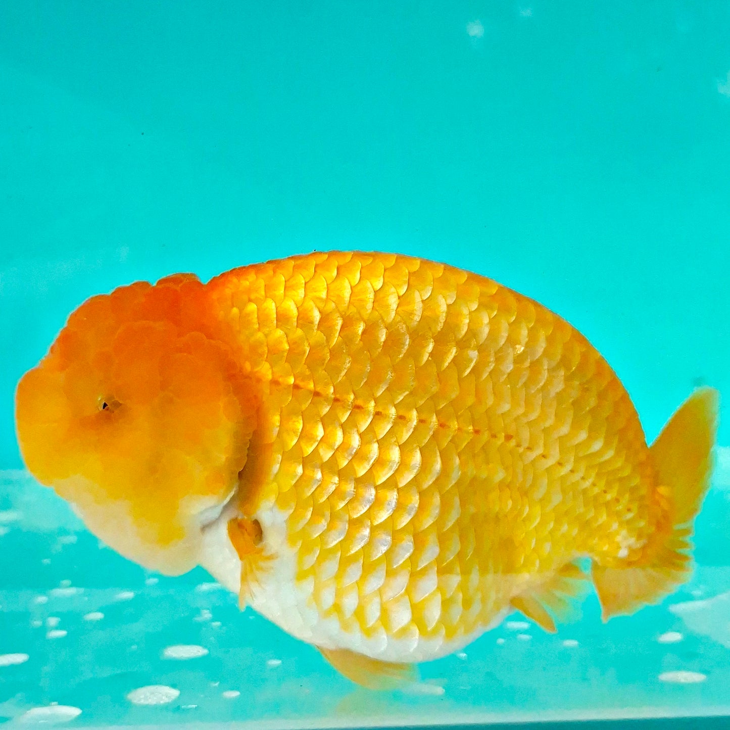 Live Fish Orange Dragonscale Ranchu 4.5 inches