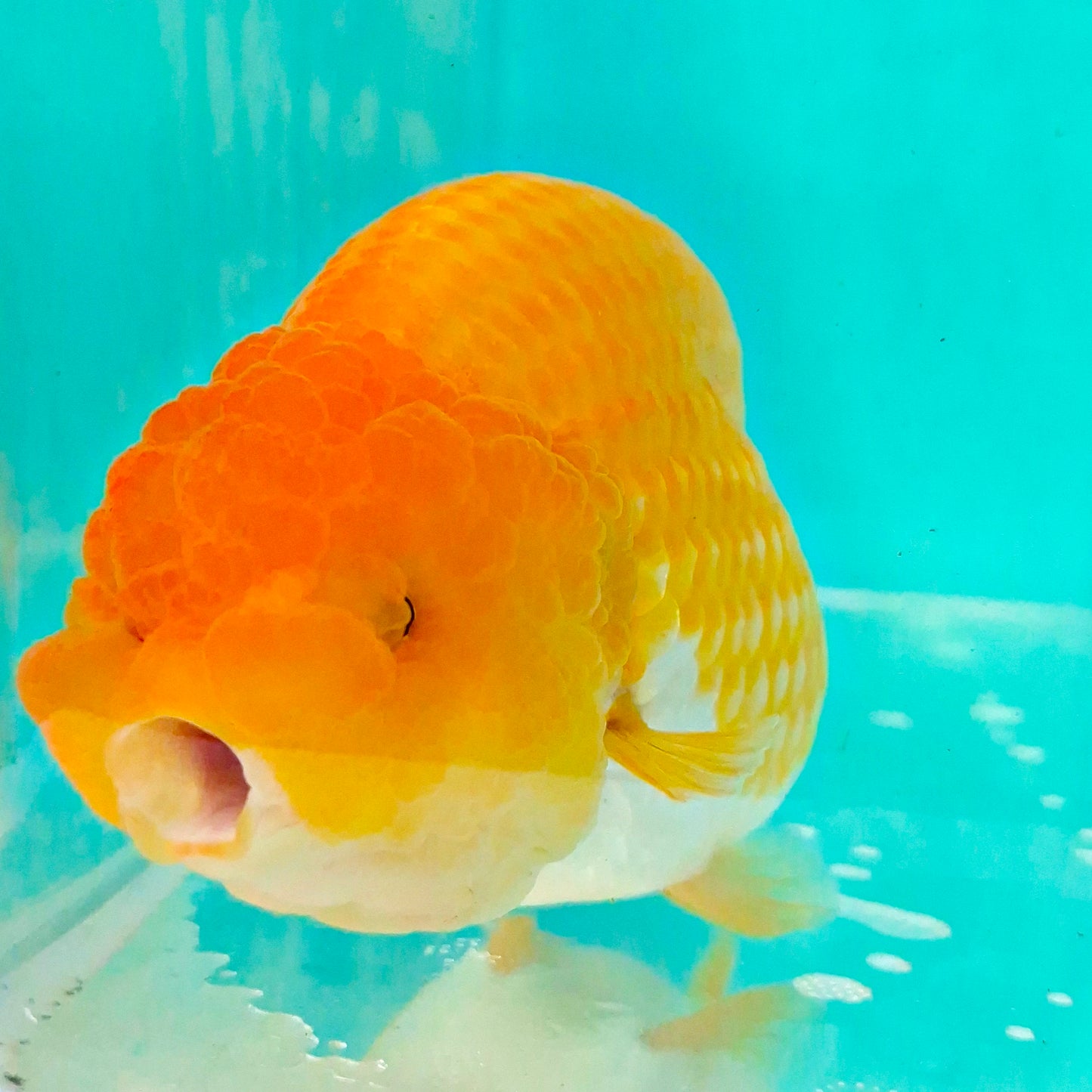 Live Fish Orange Dragonscale Ranchu 4.5 inches