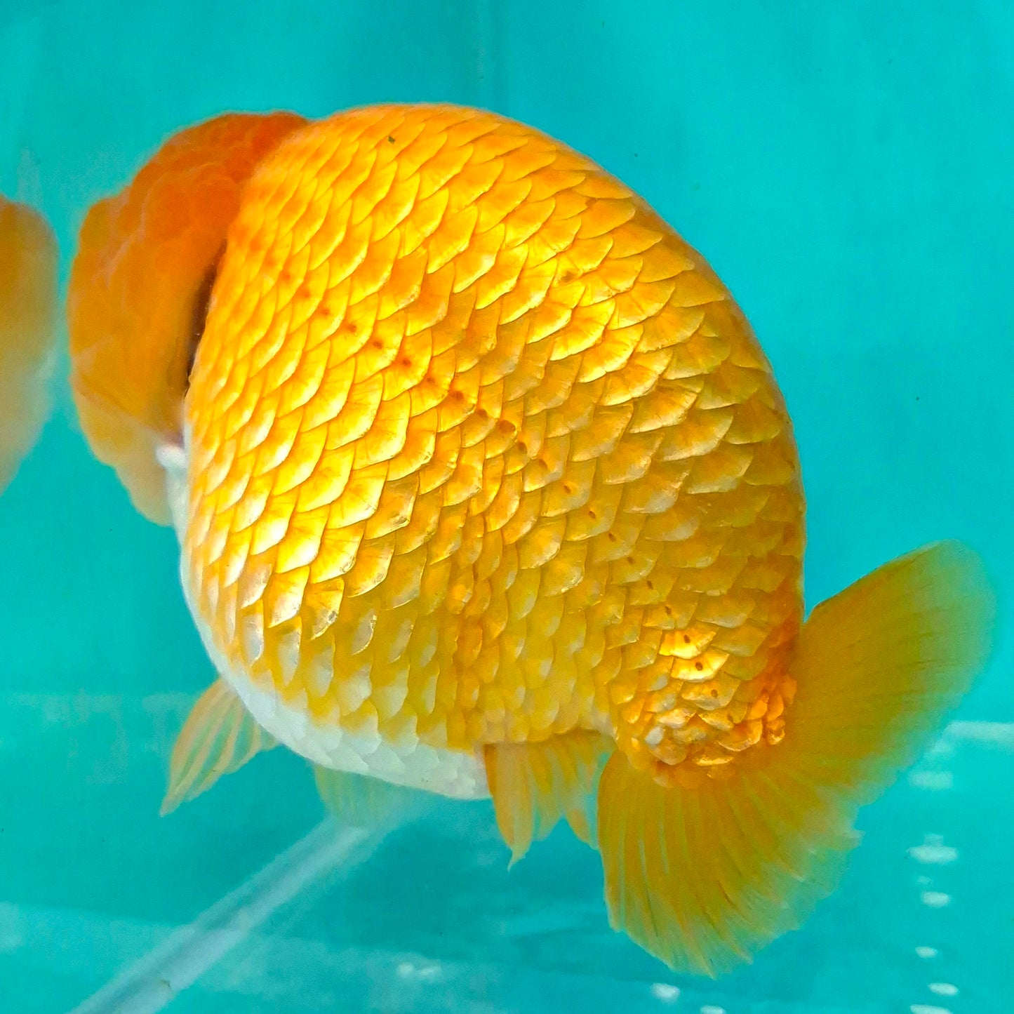 Live Fish Orange Dragonscale Ranchu 4.5 inches