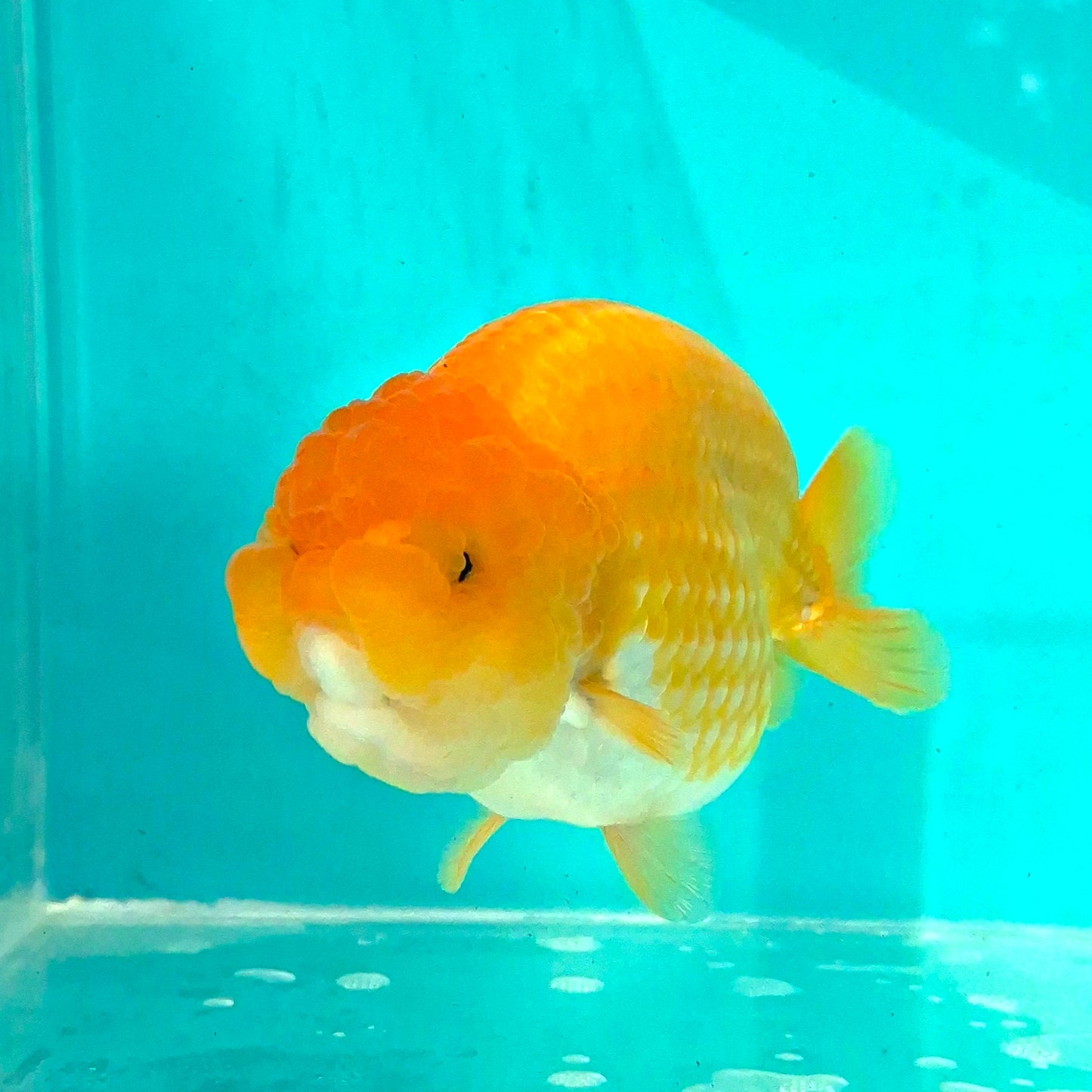 Live Fish Orange Dragonscale Ranchu 4.5 inches