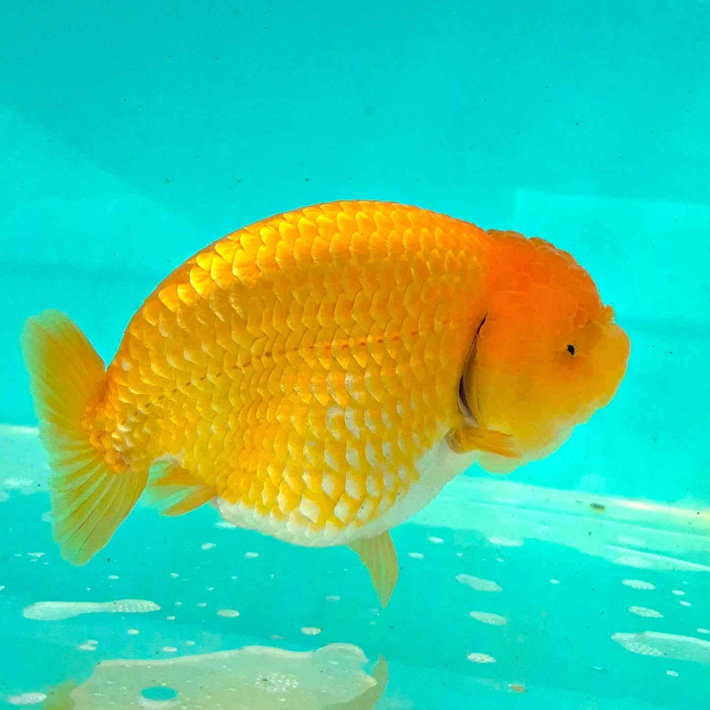 Live Fish Orange Dragonscale Ranchu 4.5 inches