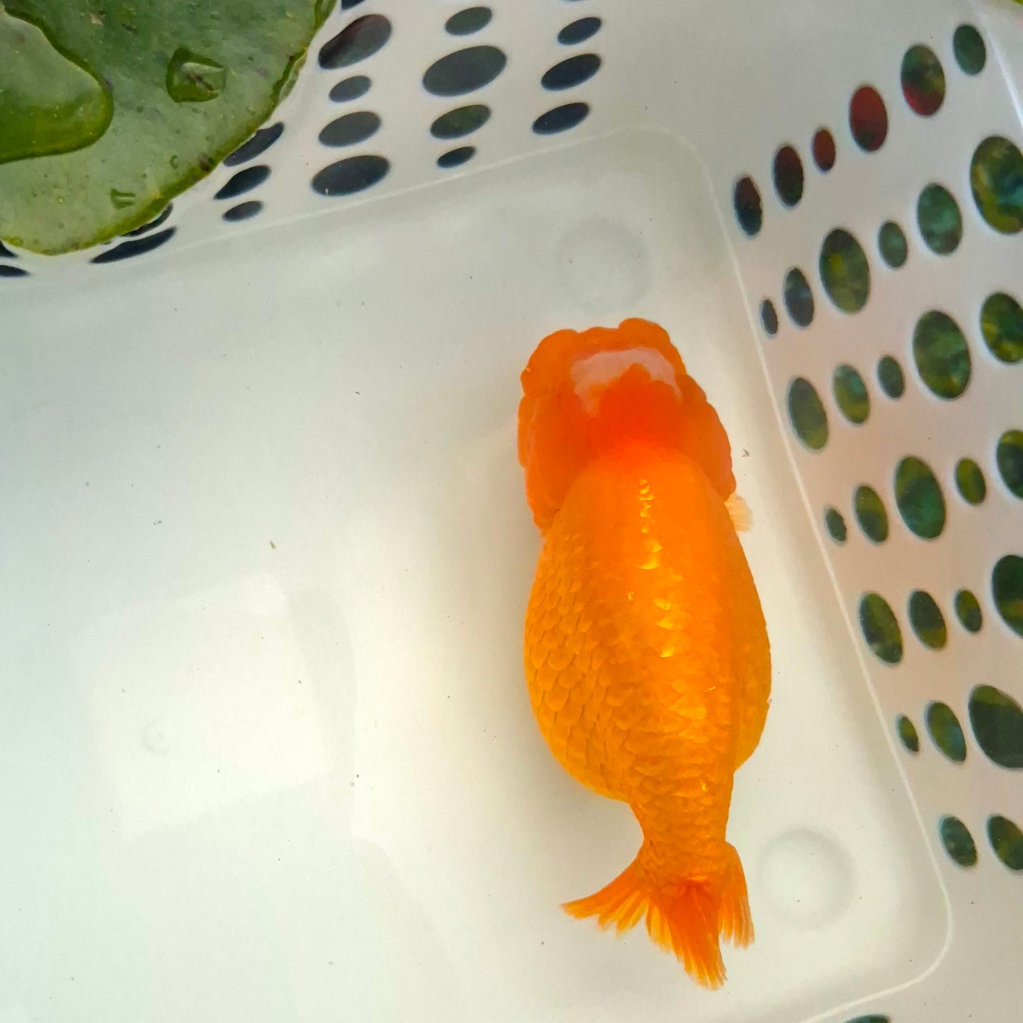 Live Fish Orange Dragonscale Ranchu 4.5 inches