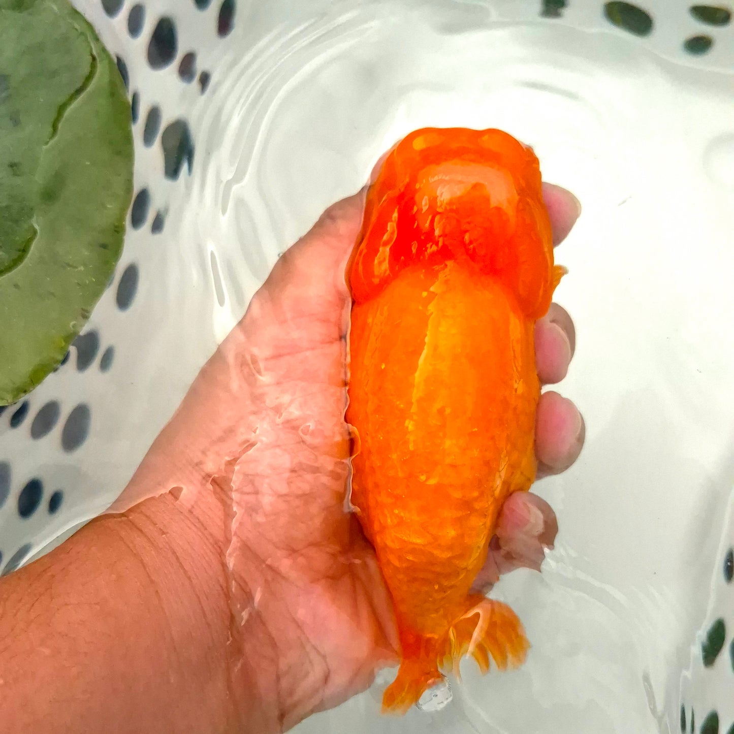 Live Fish Orange Dragonscale Ranchu 4.5 inches