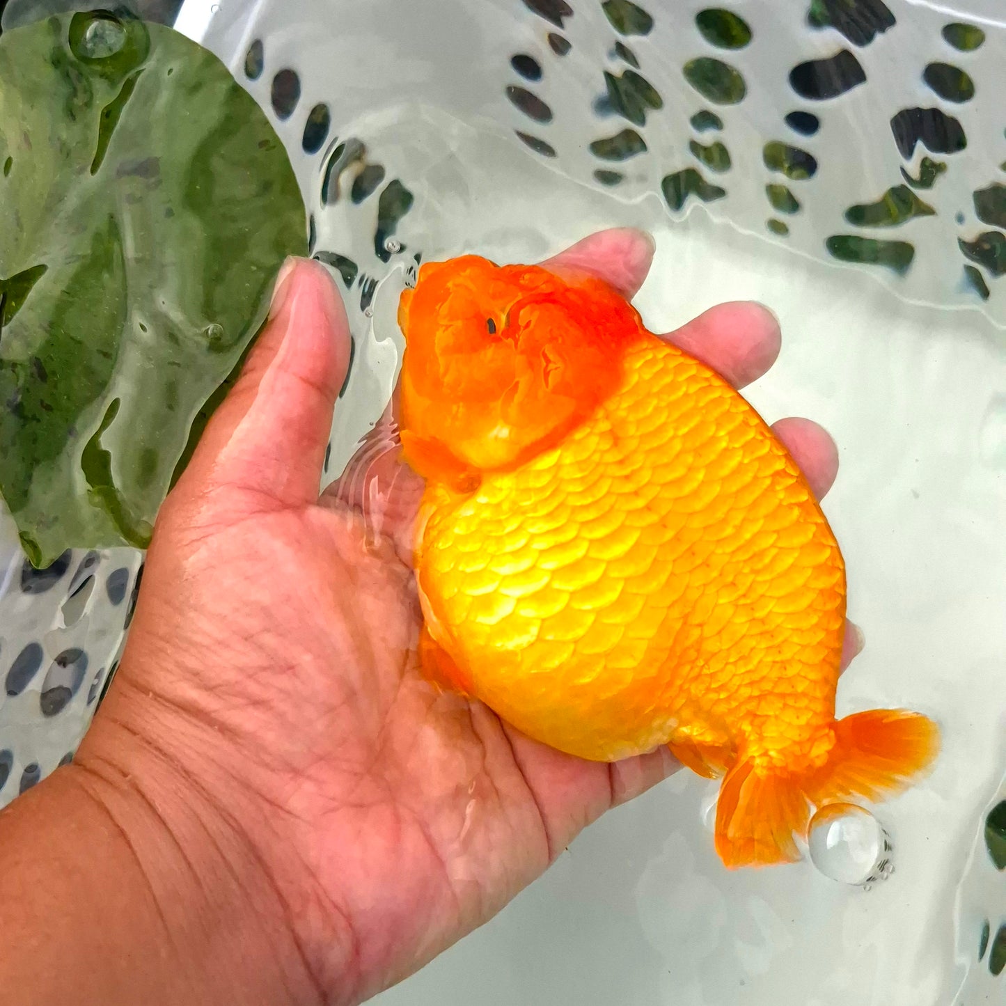 Live Fish Orange Dragonscale Ranchu 4.5 inches