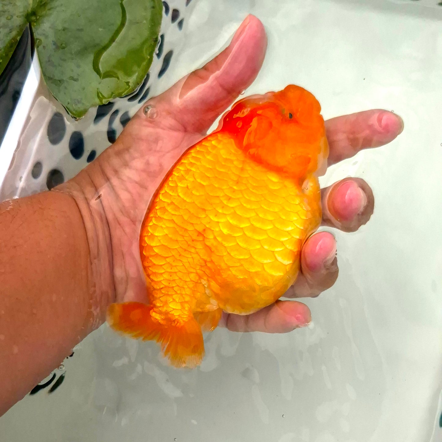 Live Fish Orange Dragonscale Ranchu 4.5 inches