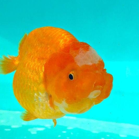 Live Fish Orange Dragonscale Ranchu 4.5 inches