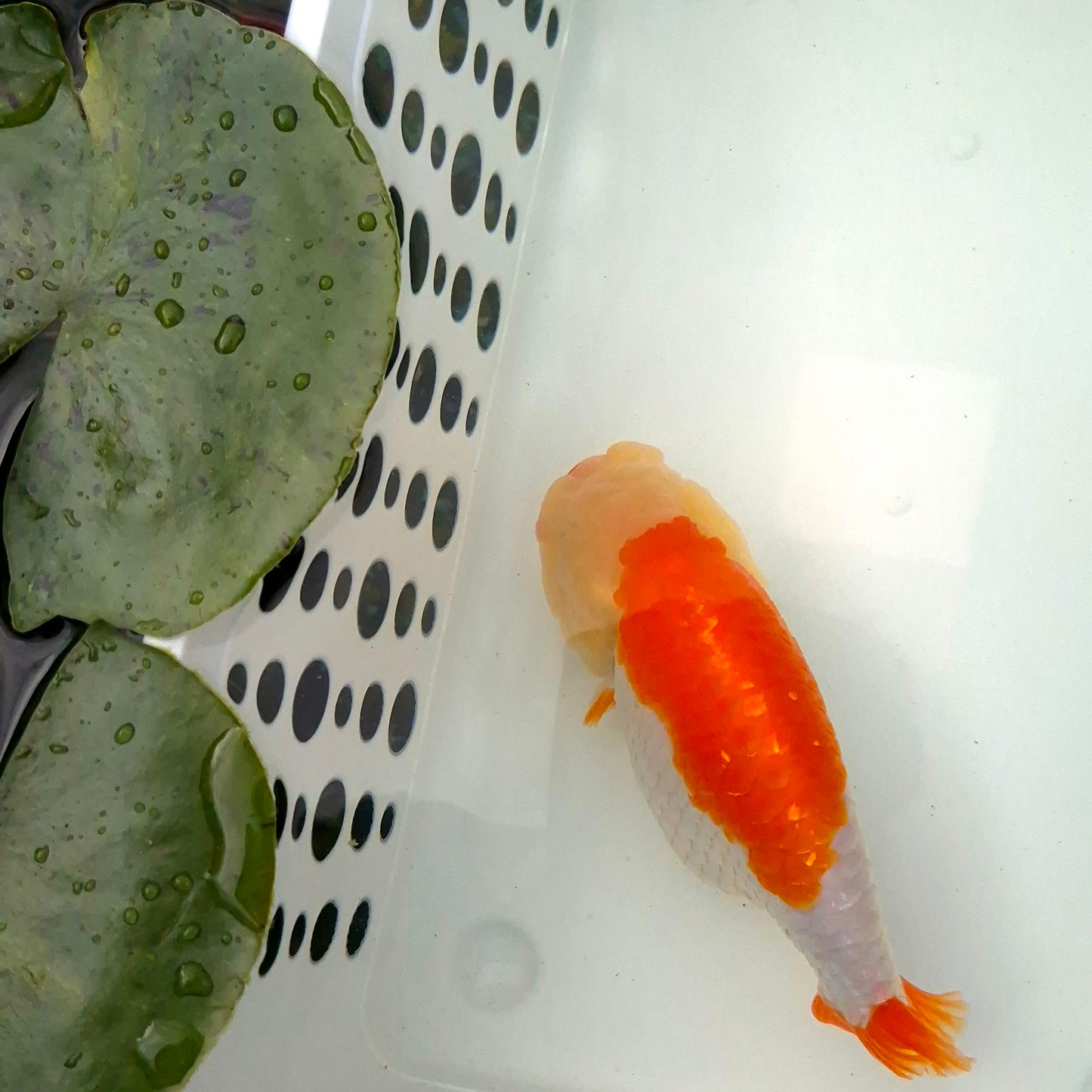 Live Fish Red/White Dragonscale Ranchu 4.5 inches