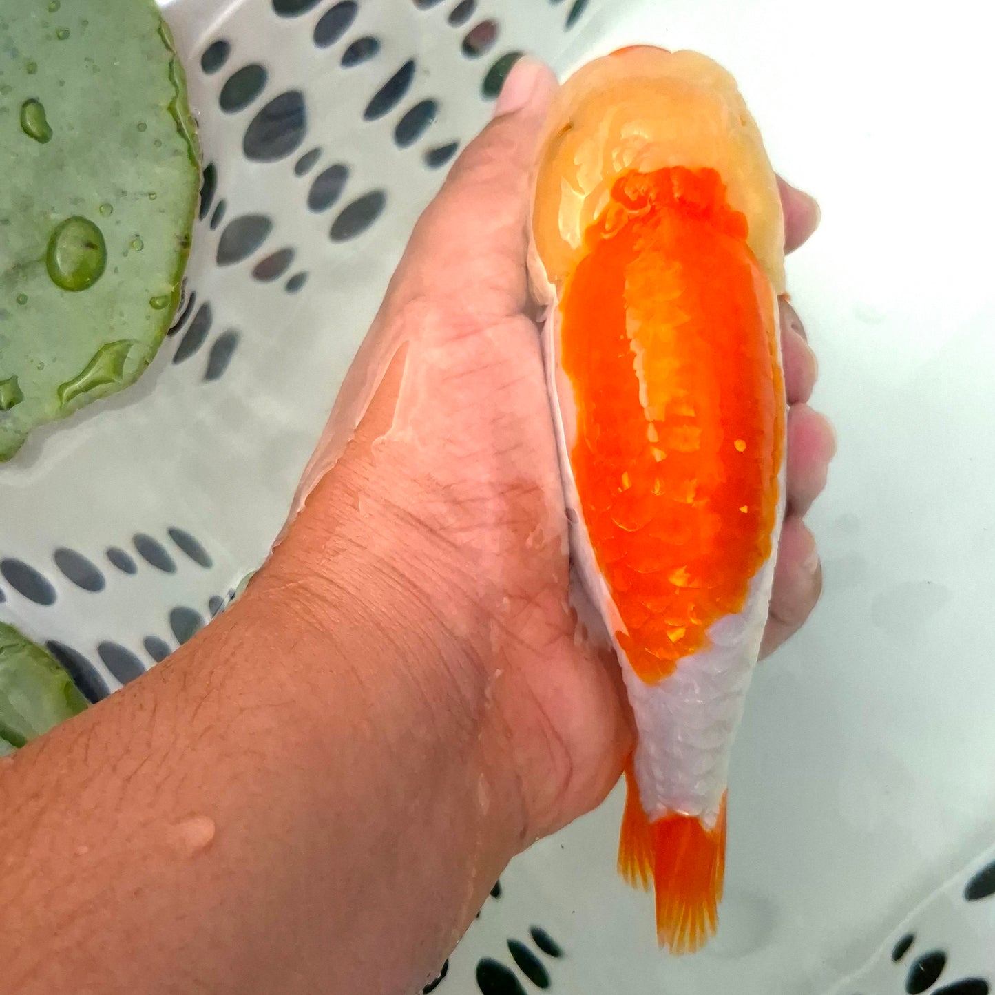 Live Fish Red/White Dragonscale Ranchu 4.5 inches