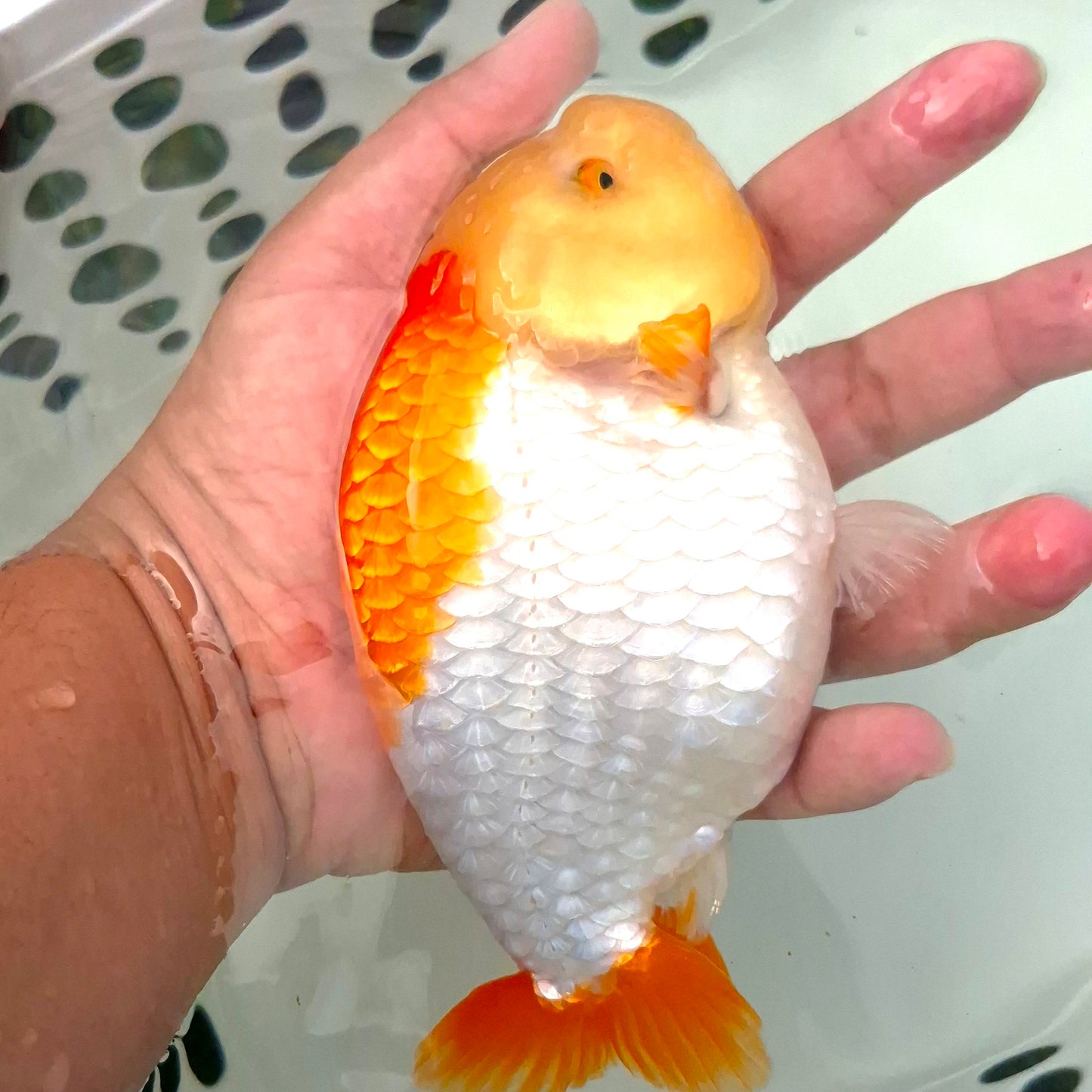 Live Fish Red/White Dragonscale Ranchu 4.5 inches