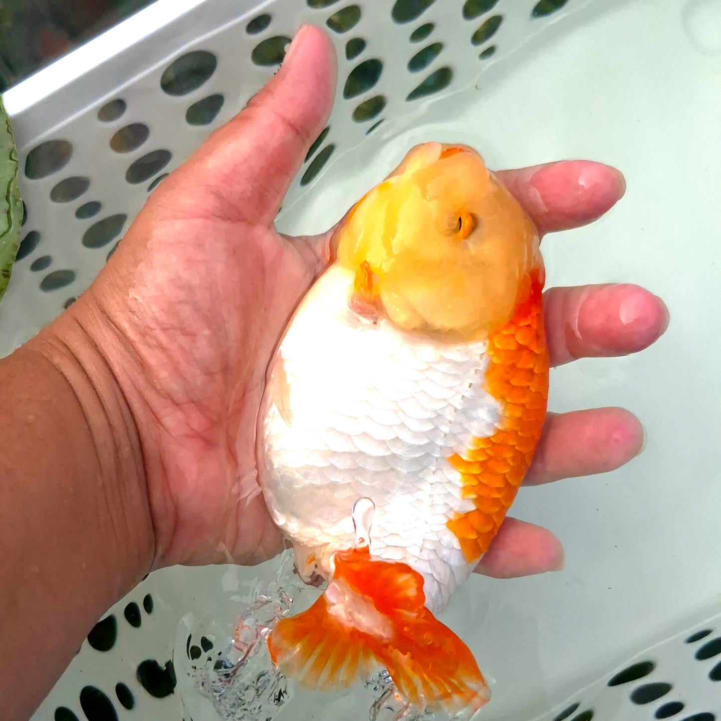 Live Fish Red/White Dragonscale Ranchu 4.5 inches