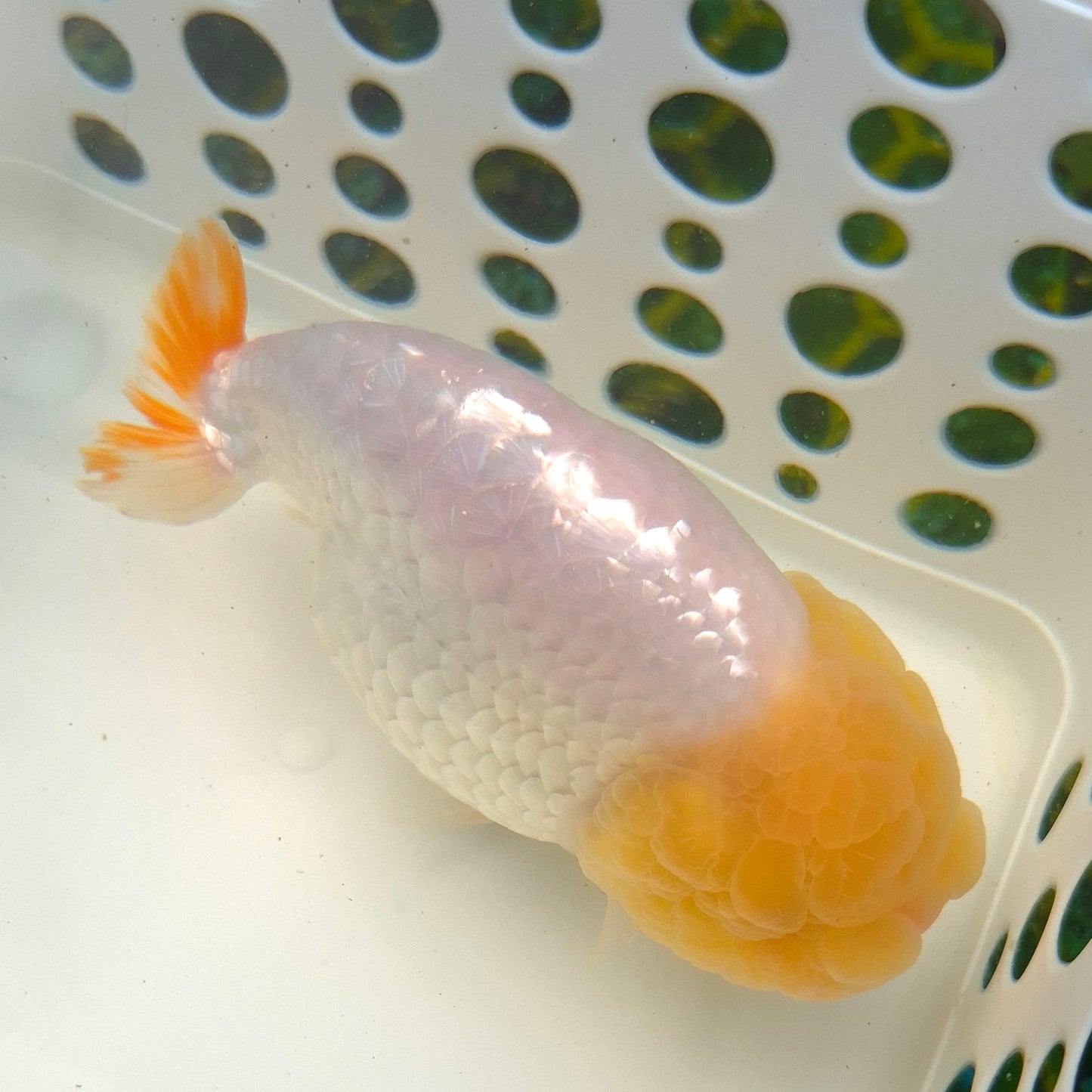 Live FishLemonhead Dragonscale Ranchu 4.5 inches