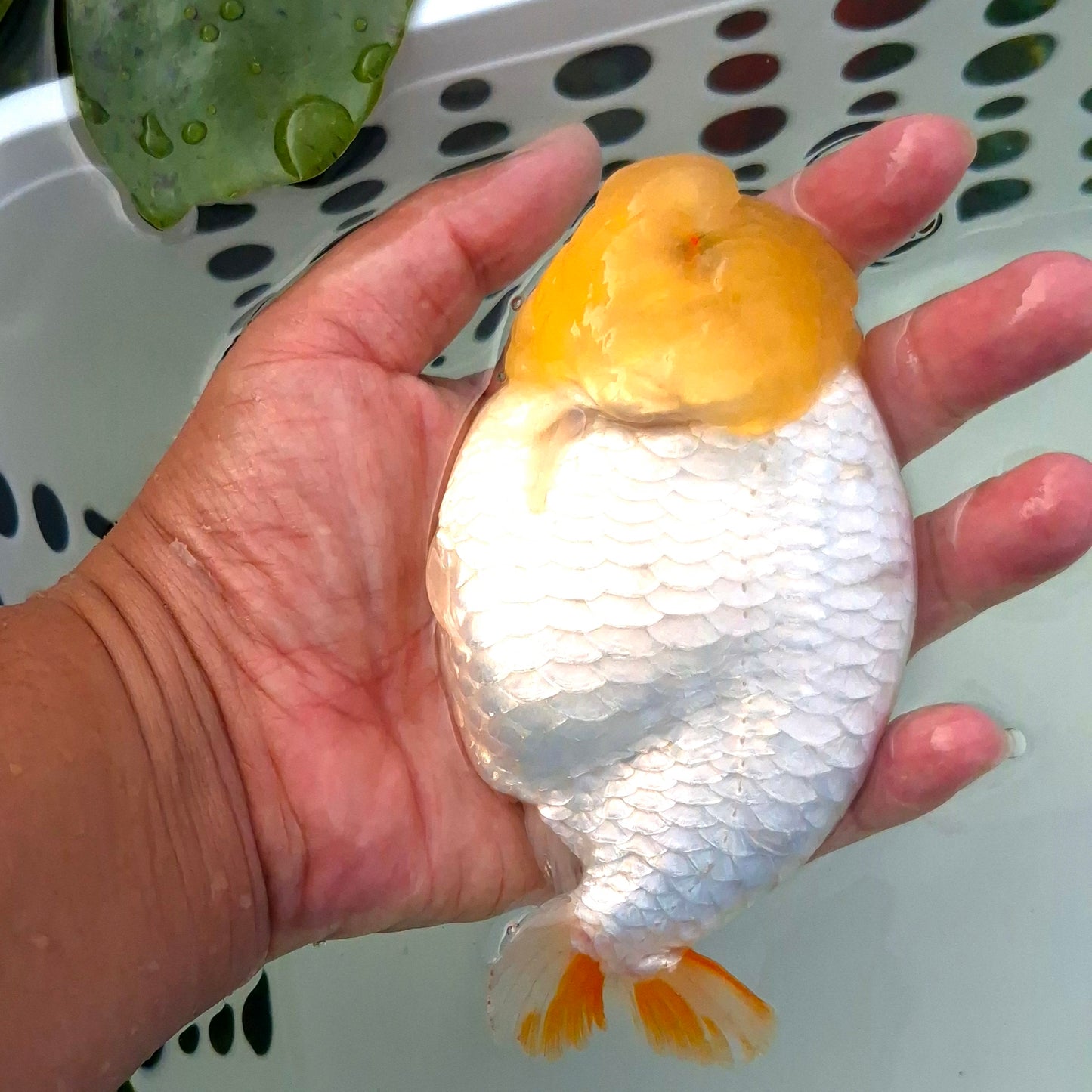 Live FishLemonhead Dragonscale Ranchu 4.5 inches