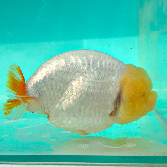 Live FishLemonhead Dragonscale Ranchu 4.5 inches