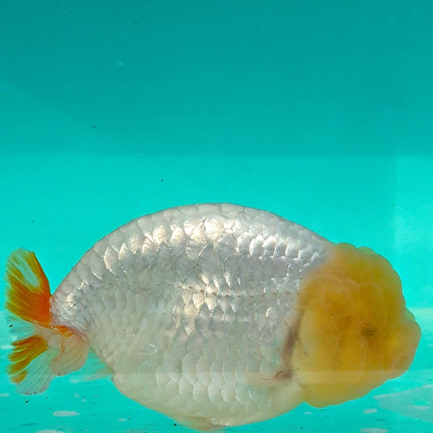 Live FishLemonhead Dragonscale Ranchu 4.5 inches