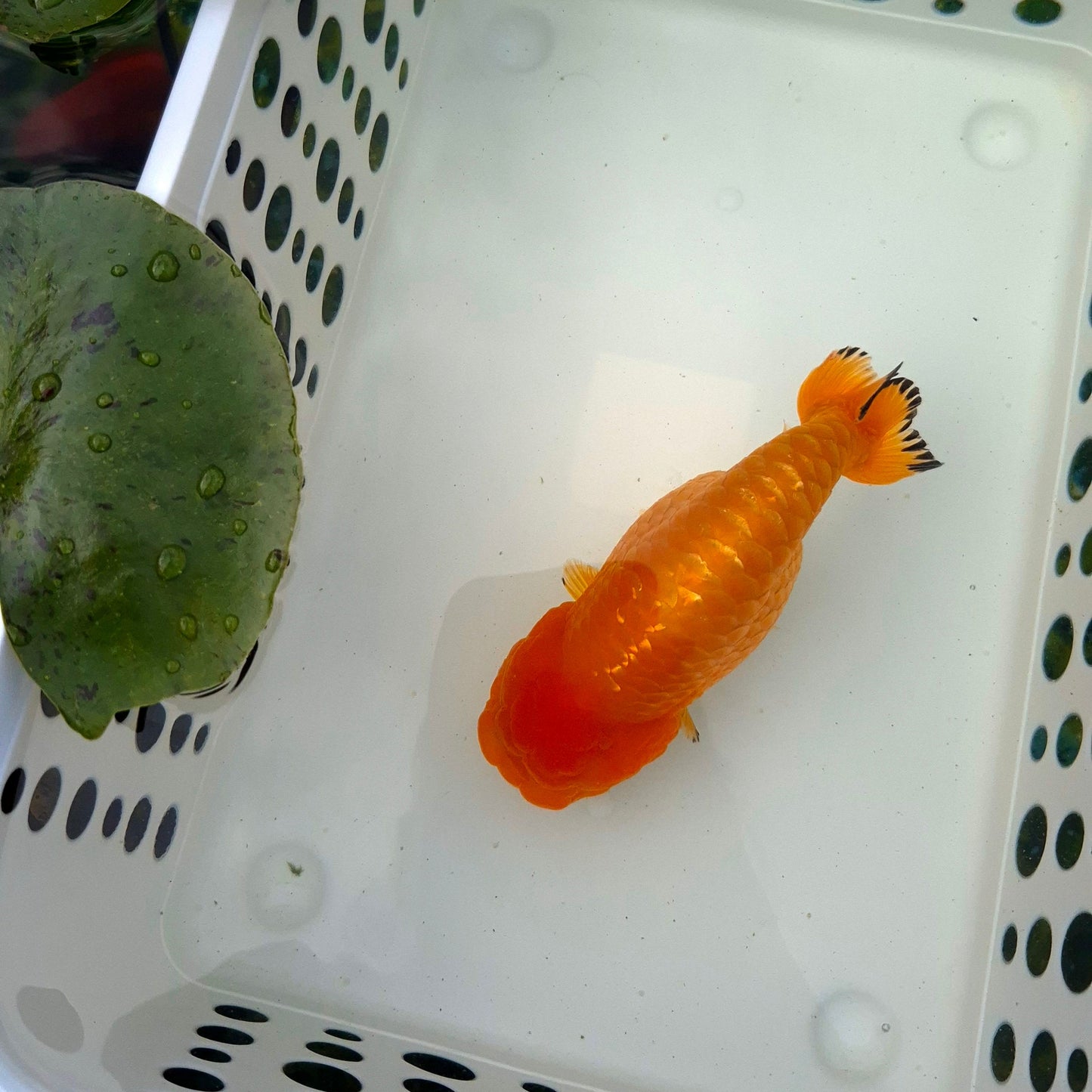 Live Fish Orange Dragonscale Ranchu 4.5 inches