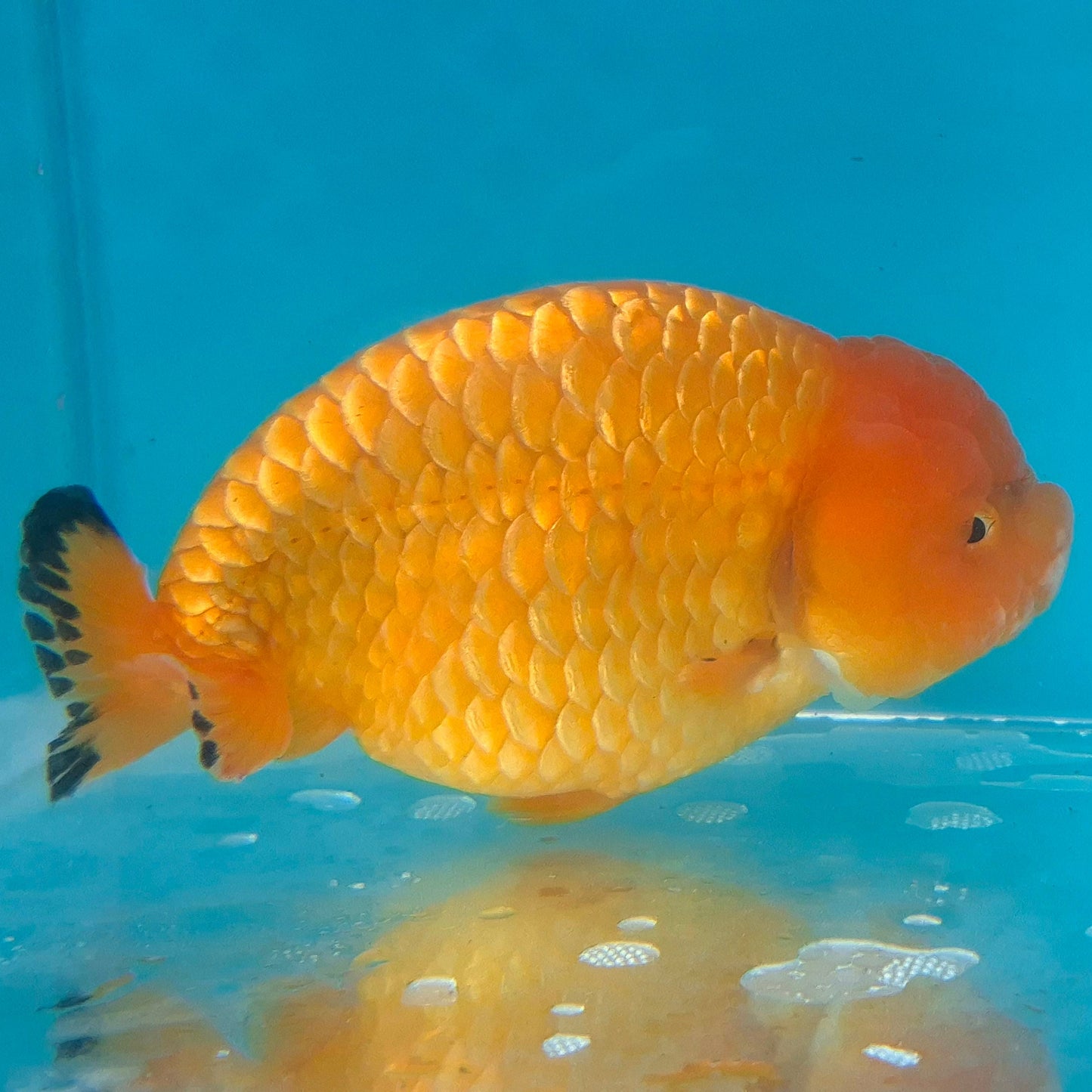 Live Fish Orange Dragonscale Ranchu 4.5 inches
