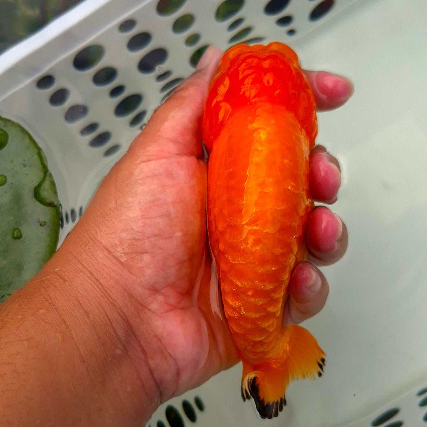 Live Fish Orange Dragonscale Ranchu 4.5 inches