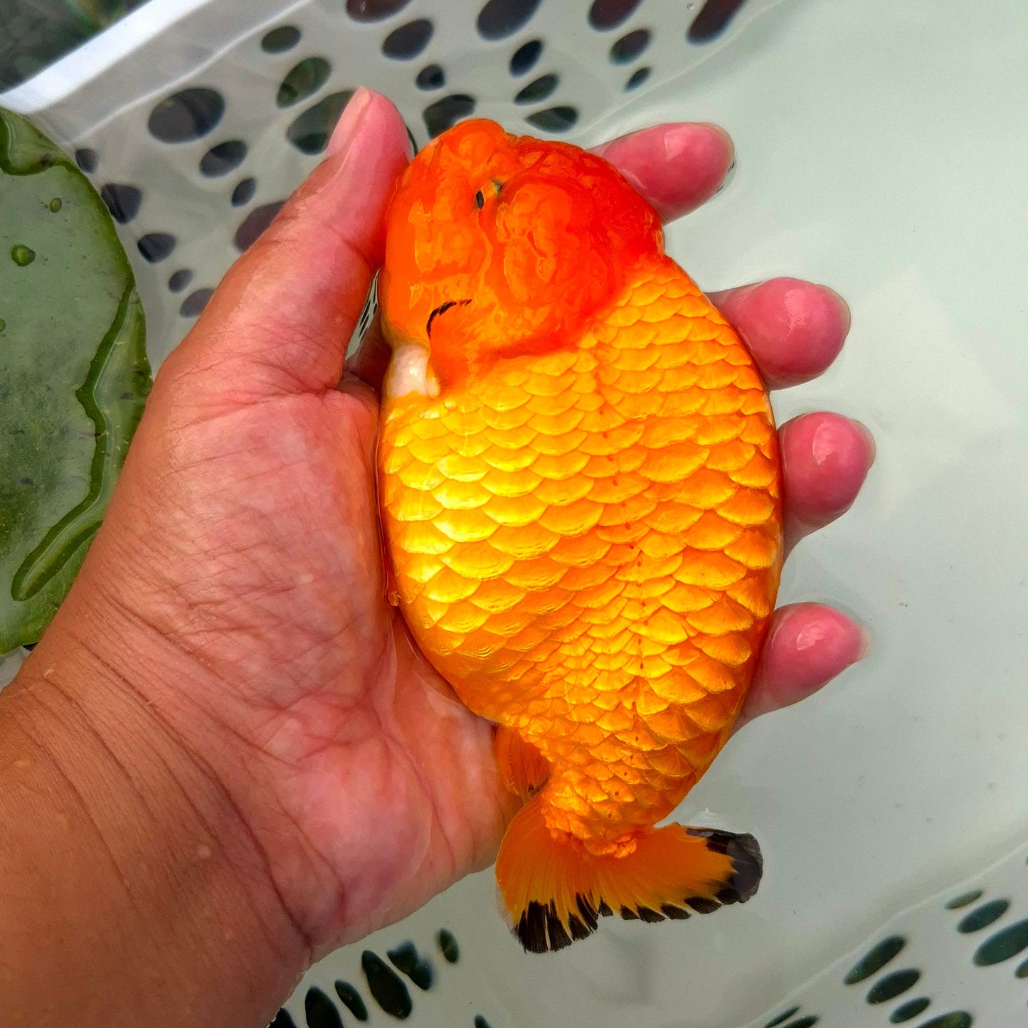 Live Fish Orange Dragonscale Ranchu 4.5 inches
