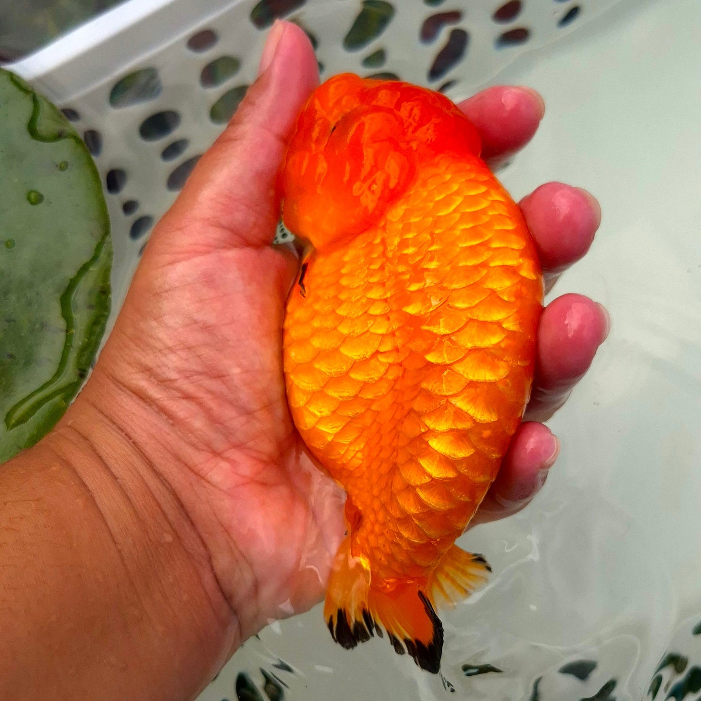 Live Fish Orange Dragonscale Ranchu 4.5 inches