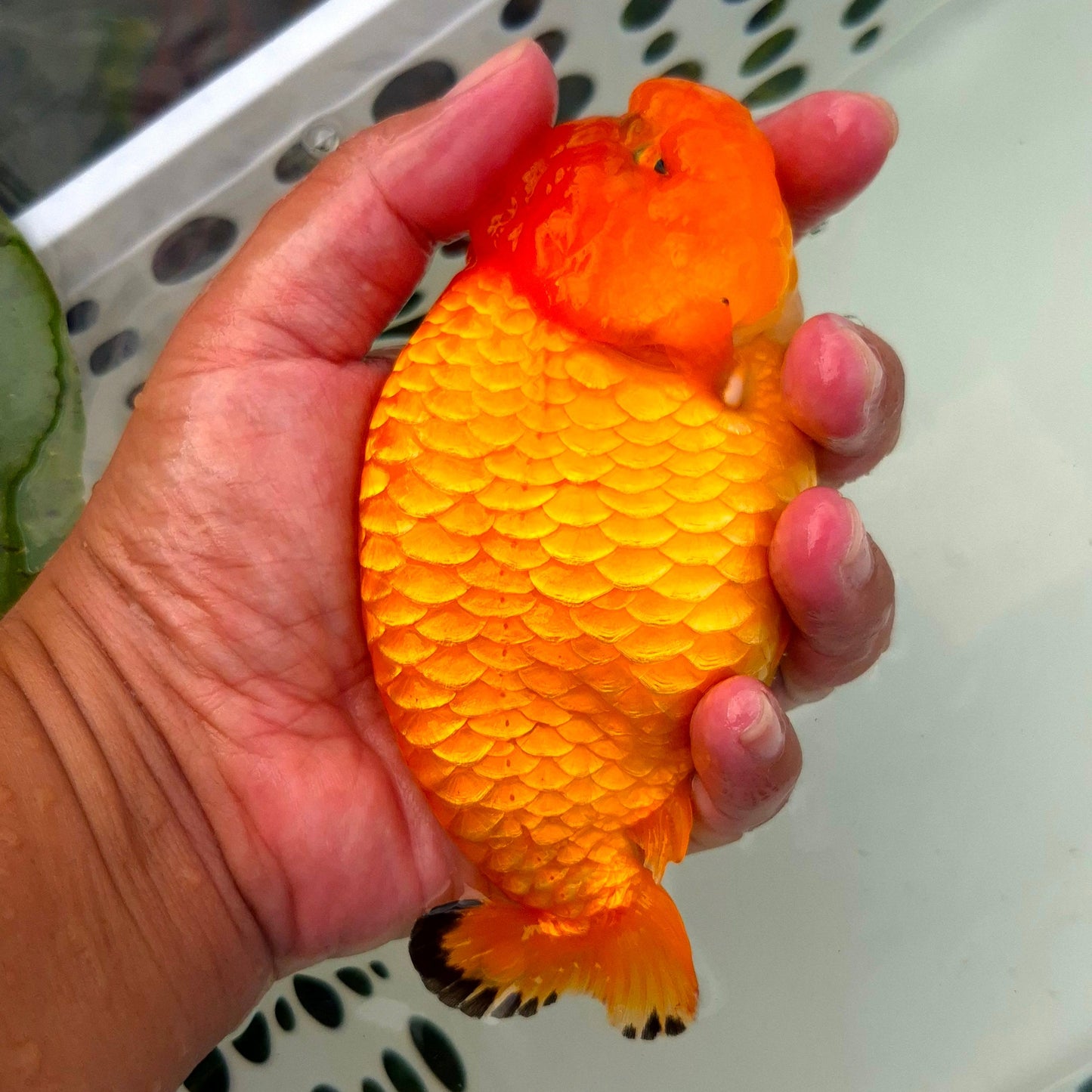 Live Fish Orange Dragonscale Ranchu 4.5 inches