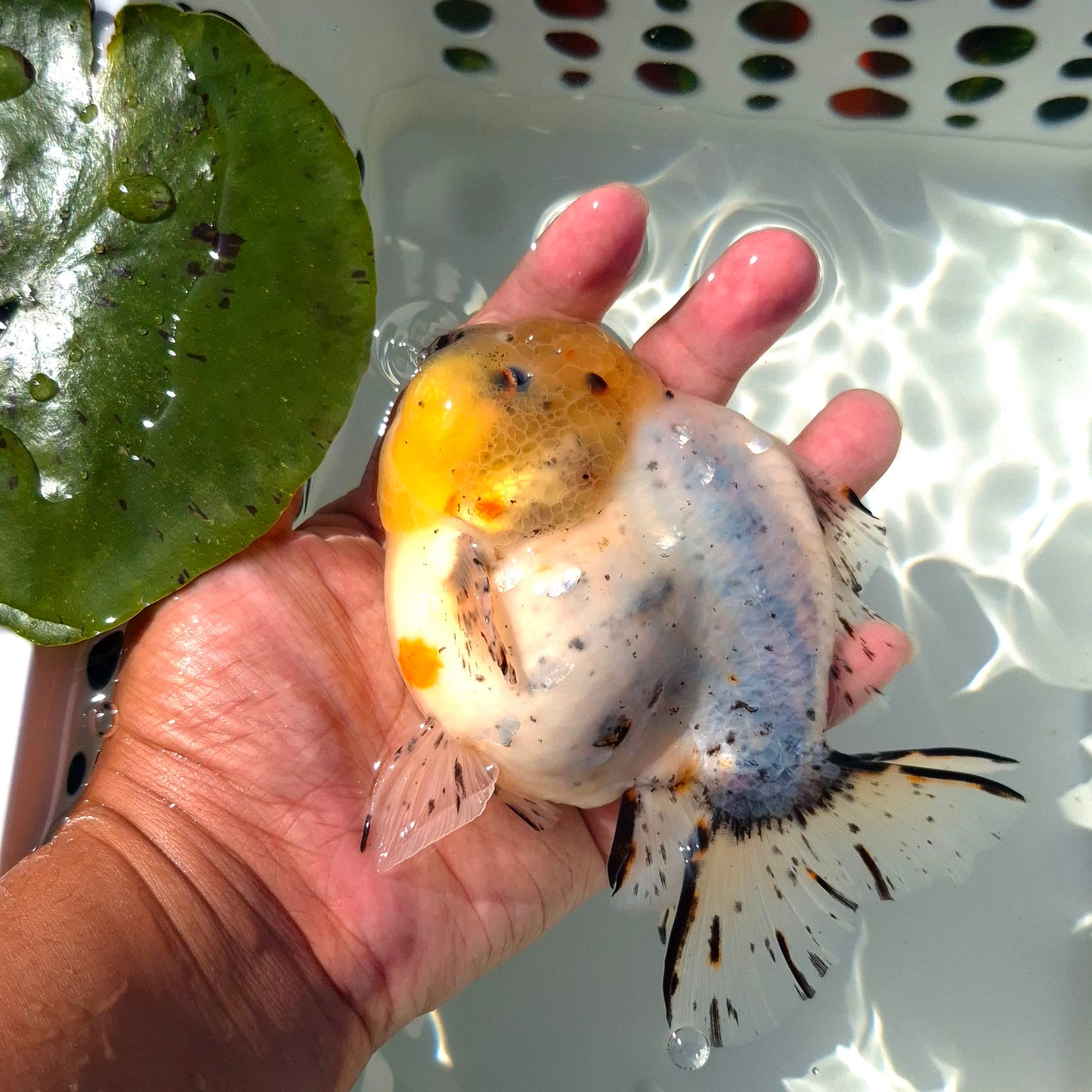 Live Fish Calico Godzilla Oranda