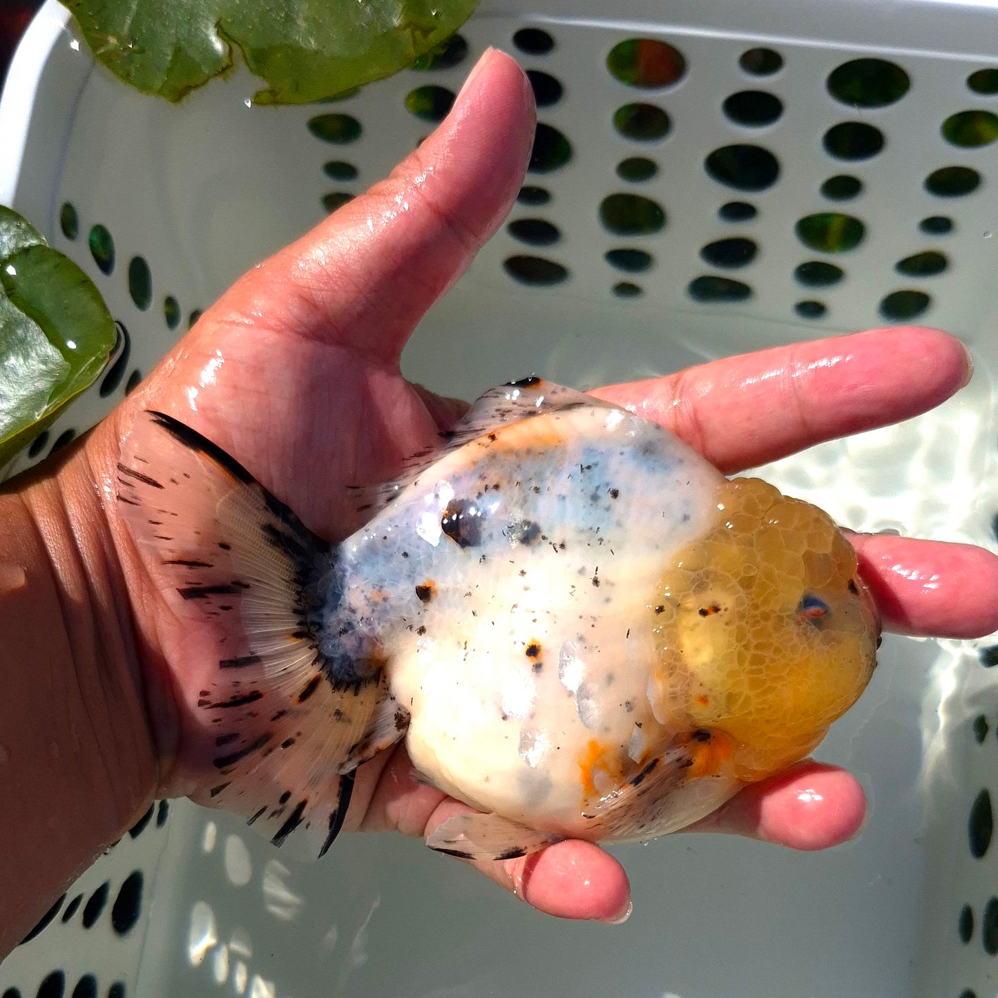Live Fish Calico Godzilla Oranda