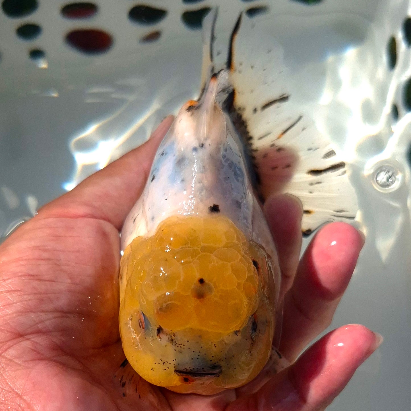 Live Fish Calico Godzilla Oranda