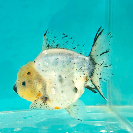 Live Fish Calico Godzilla Oranda
