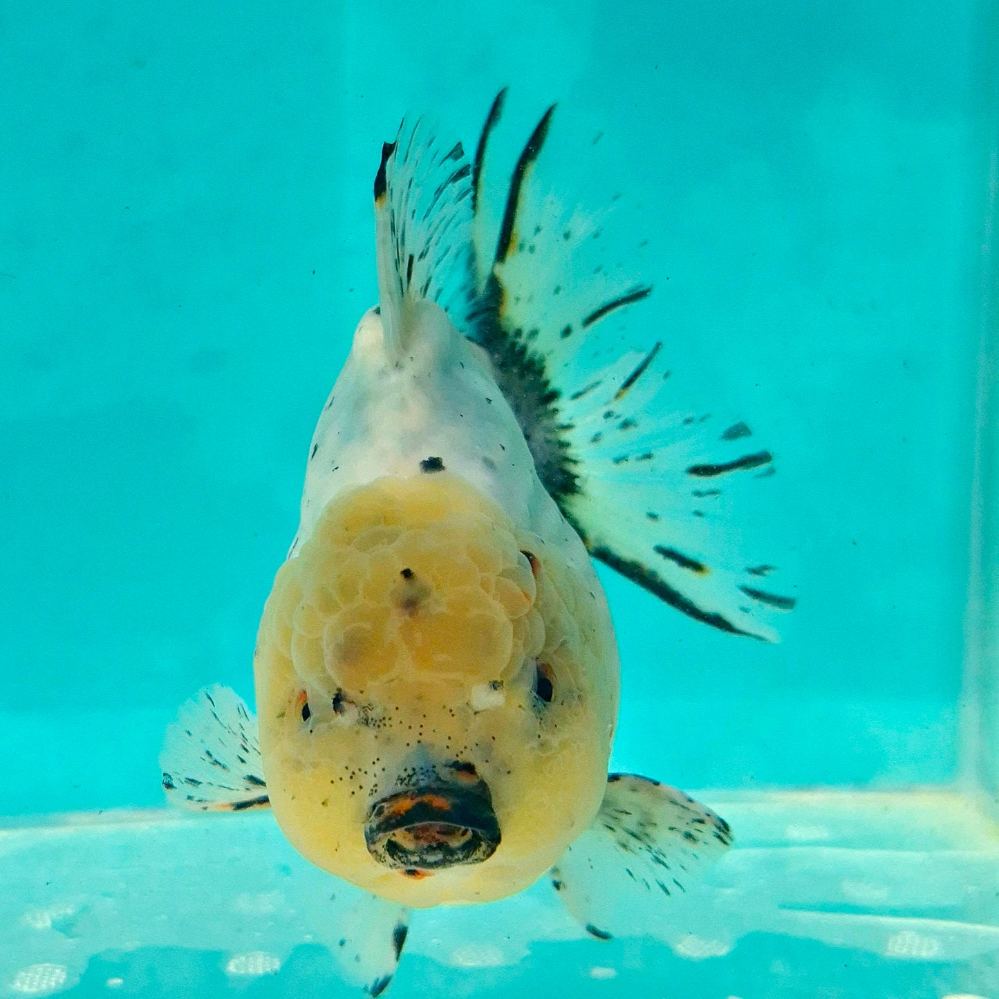 Live Fish Calico Godzilla Oranda