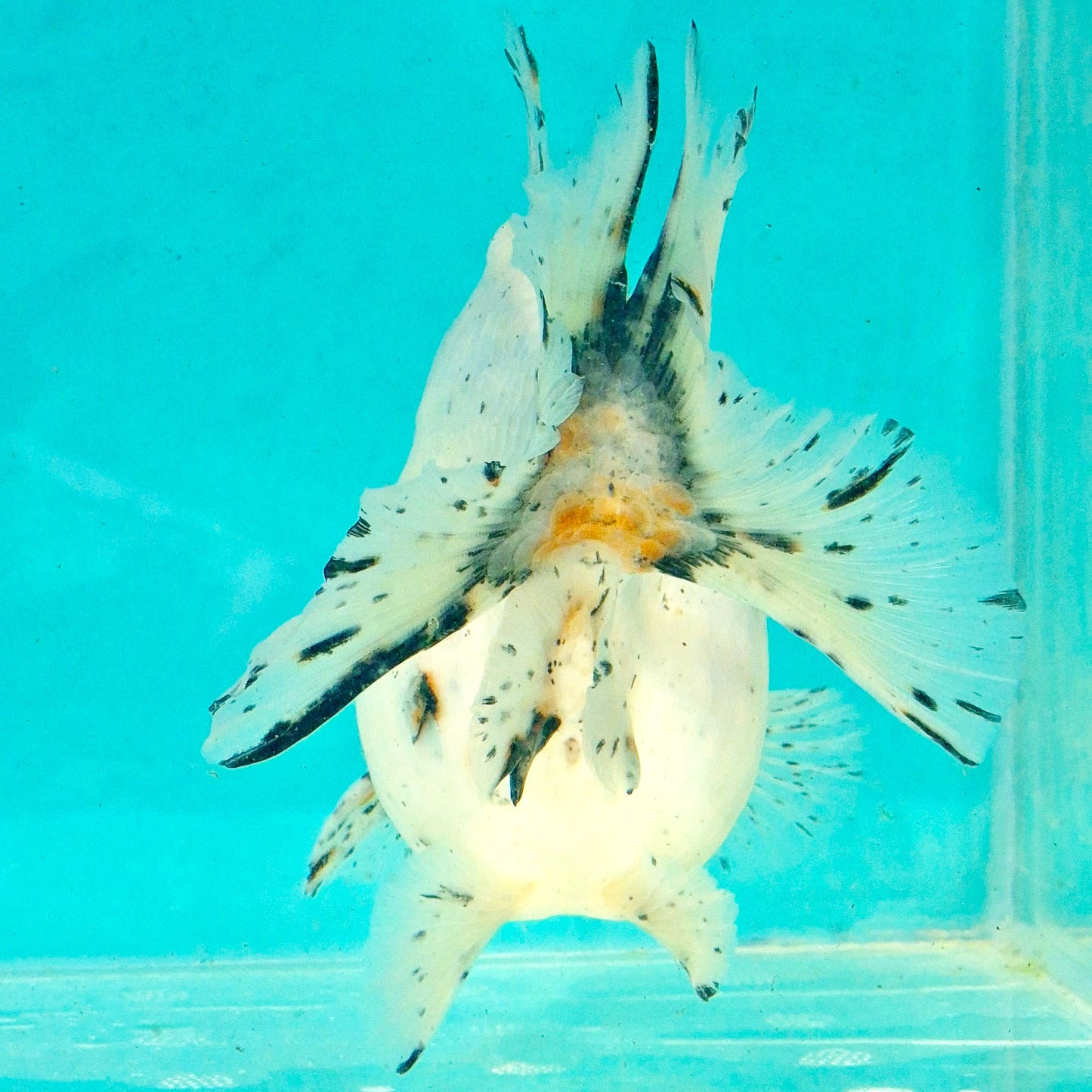 Live Fish Calico Godzilla Oranda
