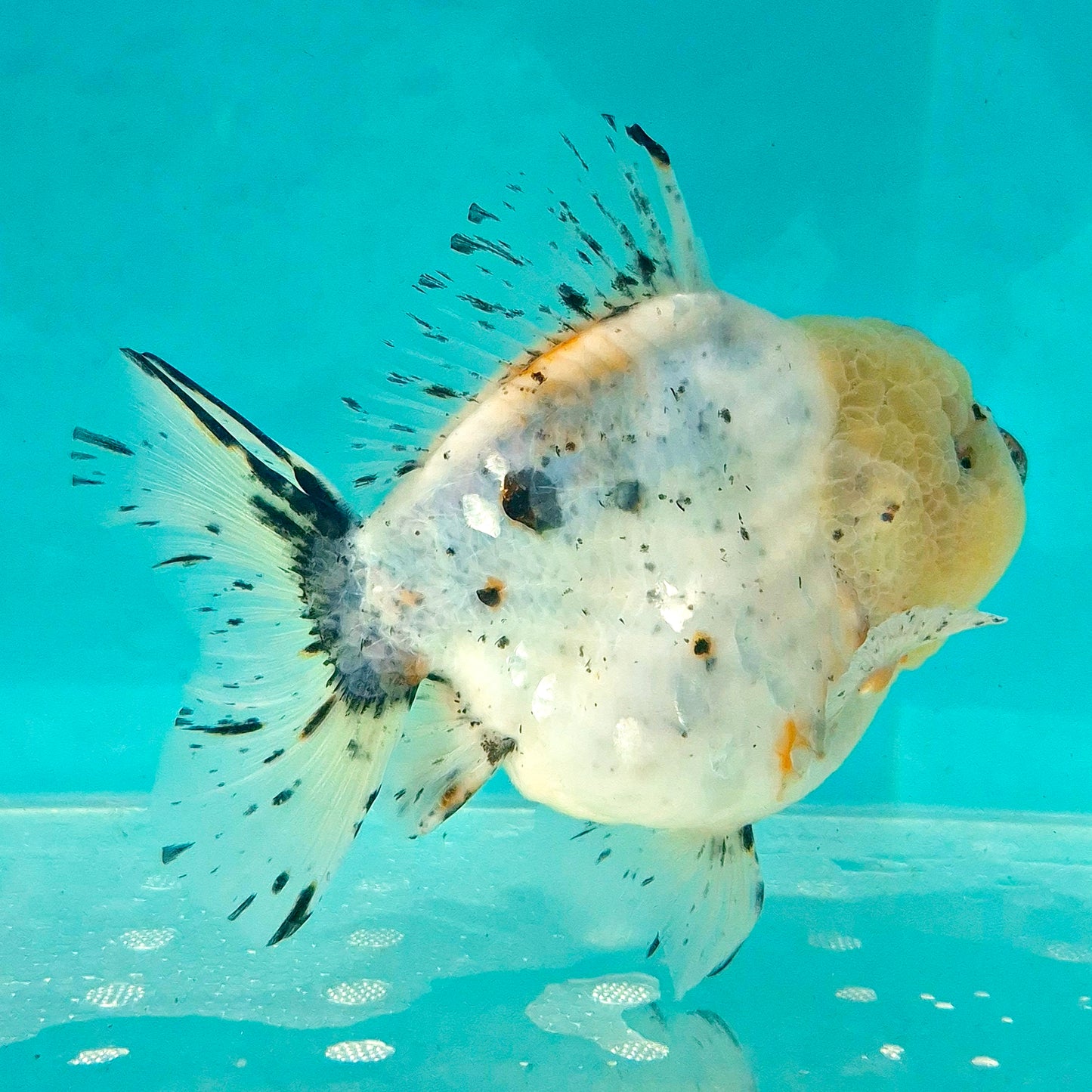 Live Fish Calico Godzilla Oranda