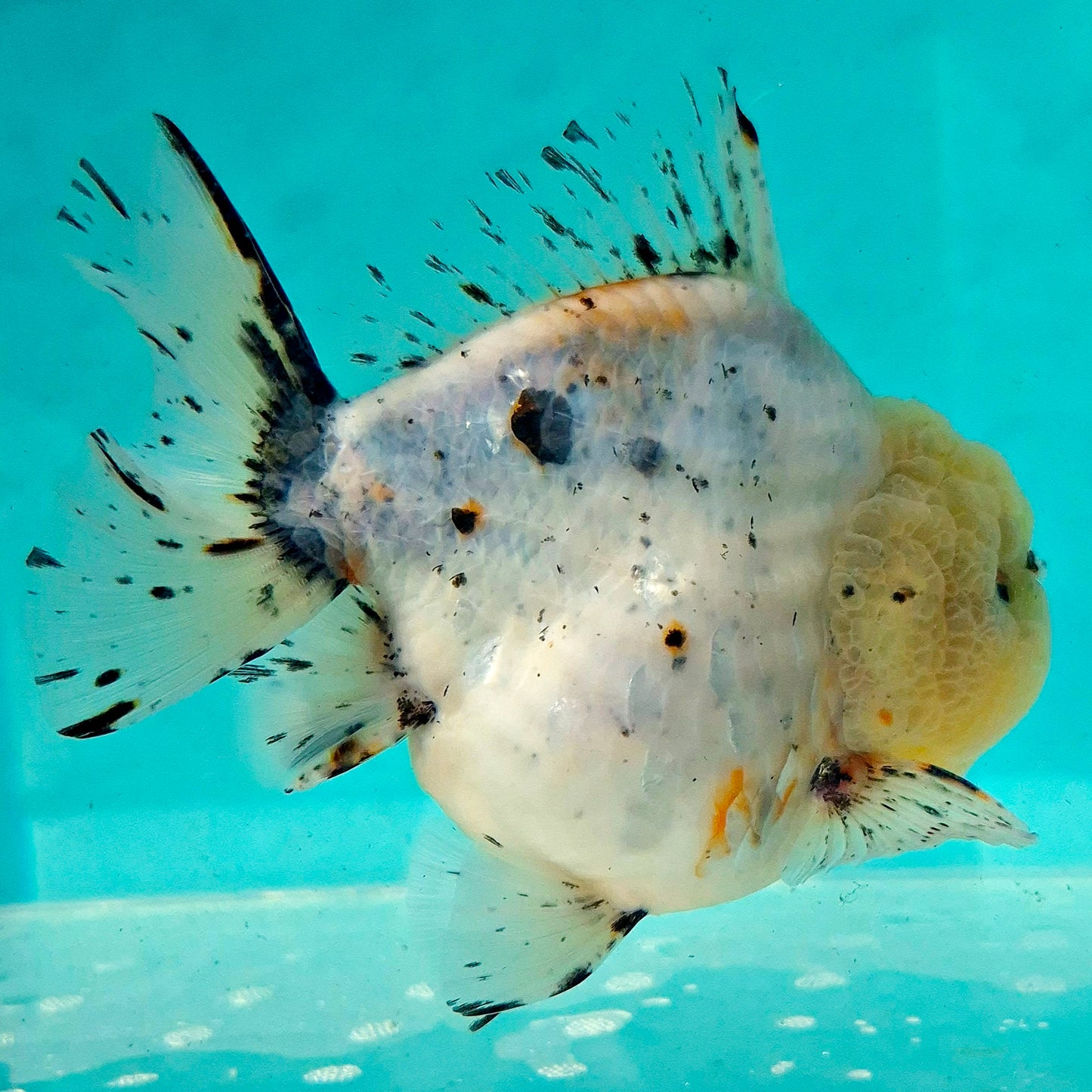 Live Fish Calico Godzilla Oranda