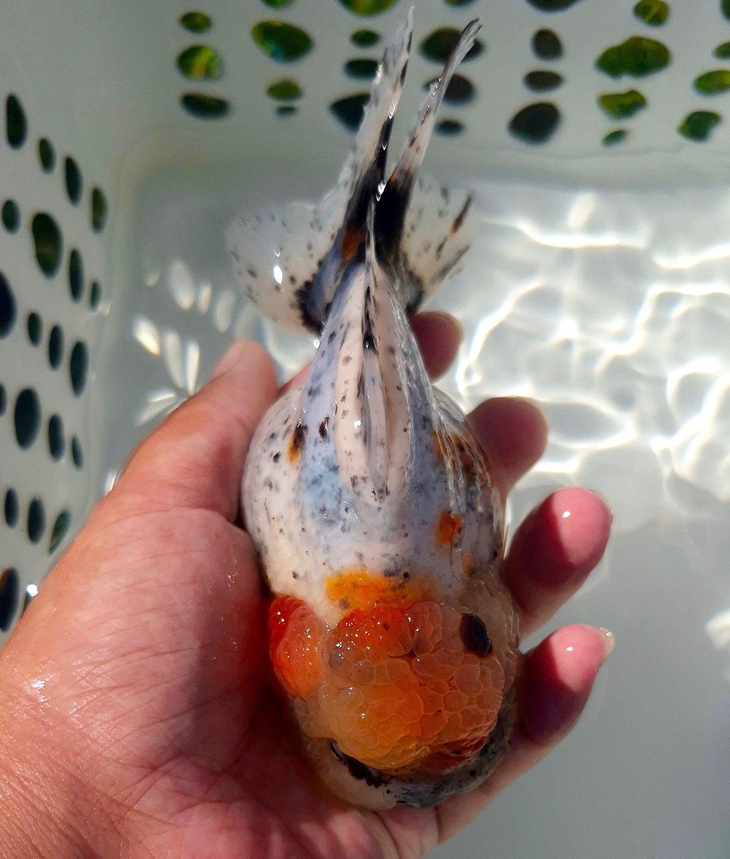 Live Fish Calico Godzilla Oranda