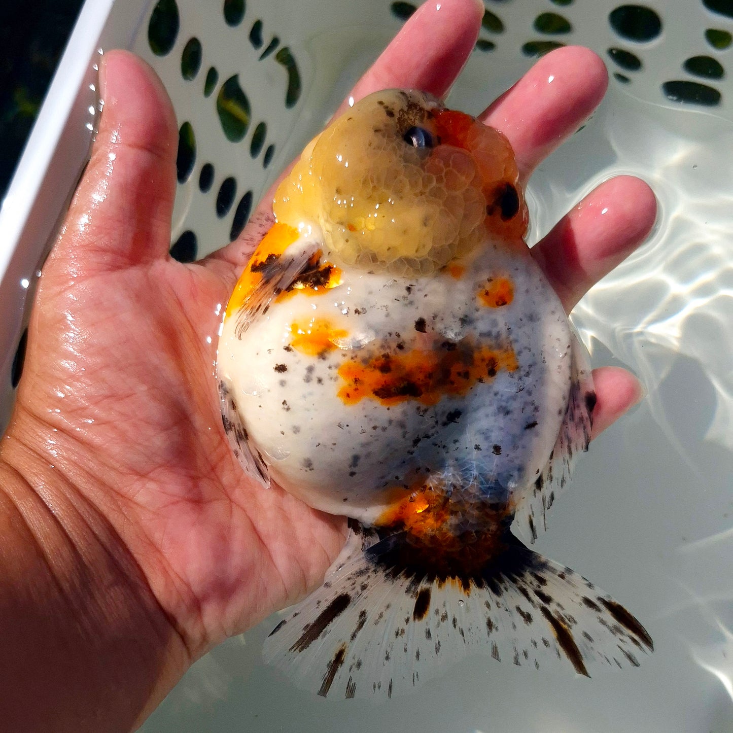 Live Fish Calico Godzilla Oranda