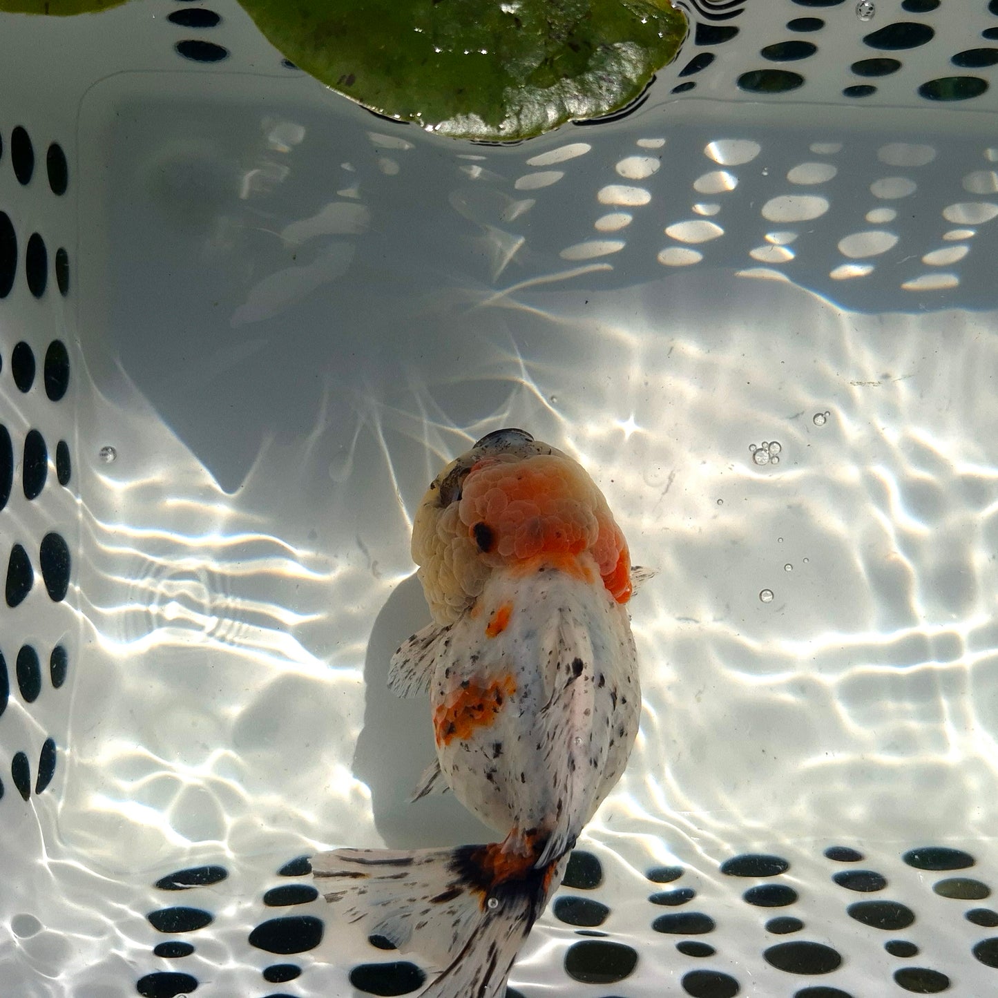Live Fish Calico Godzilla Oranda