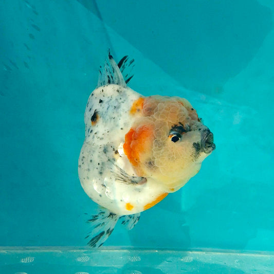 Live Fish Calico Godzilla Oranda