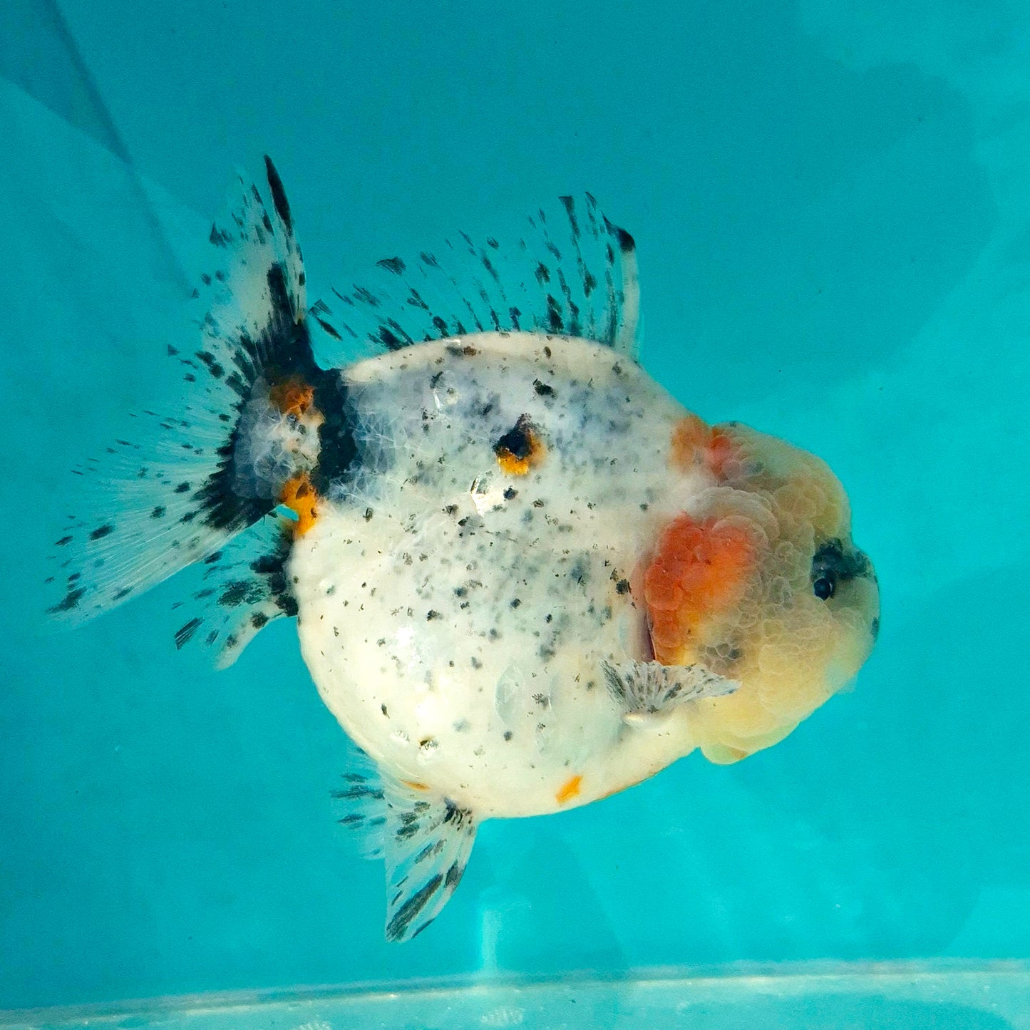 Live Fish Calico Godzilla Oranda