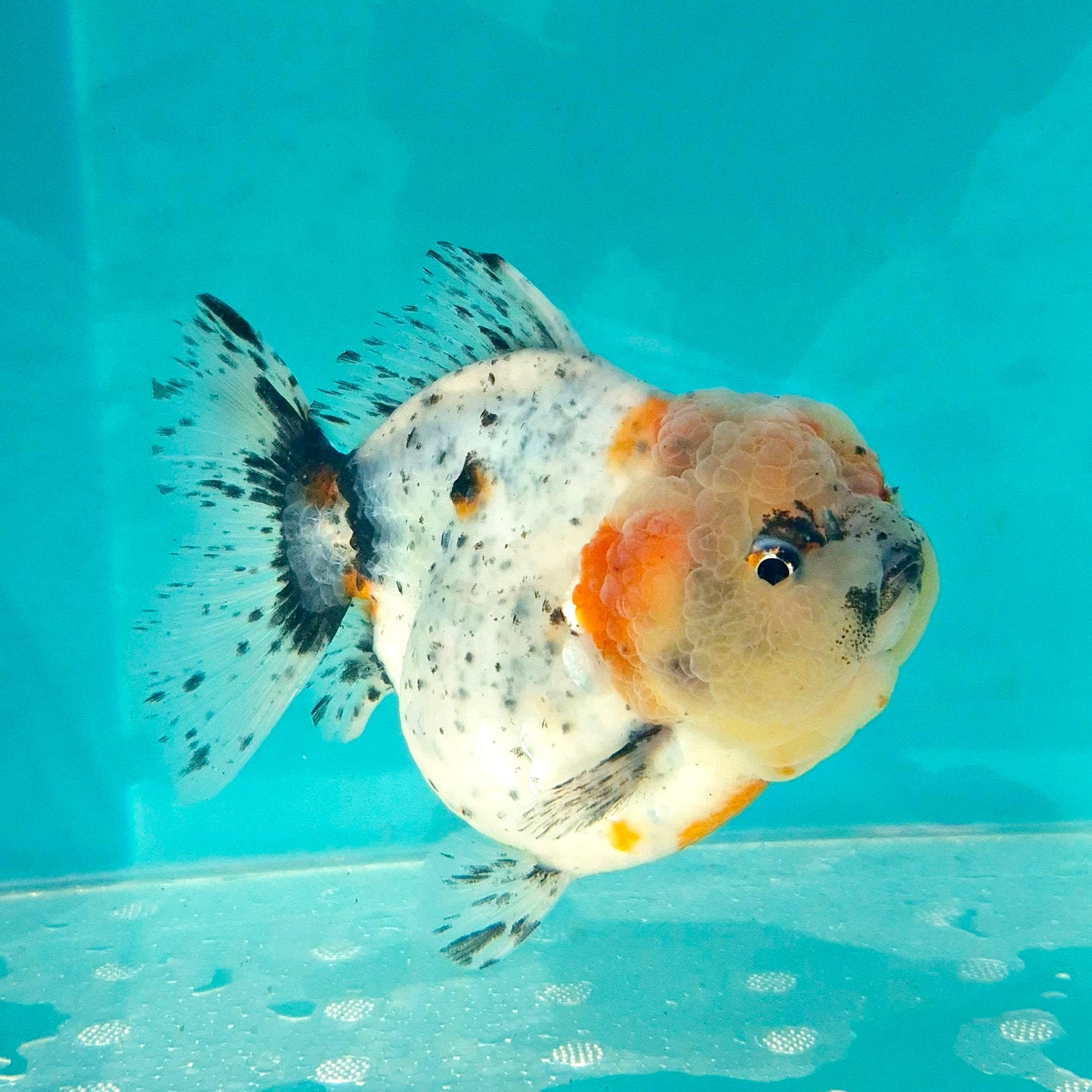 Live Fish Calico Godzilla Oranda