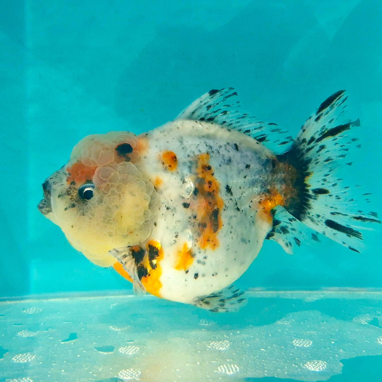 Live Fish Calico Godzilla Oranda
