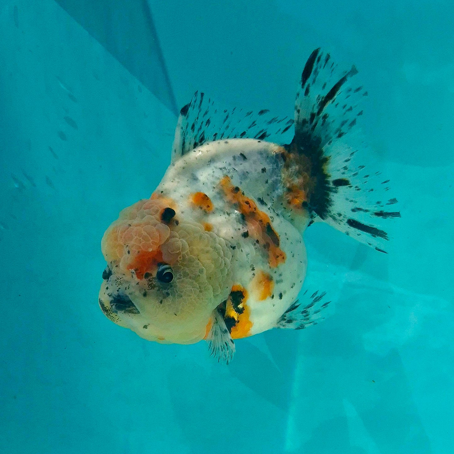 Live Fish Calico Godzilla Oranda
