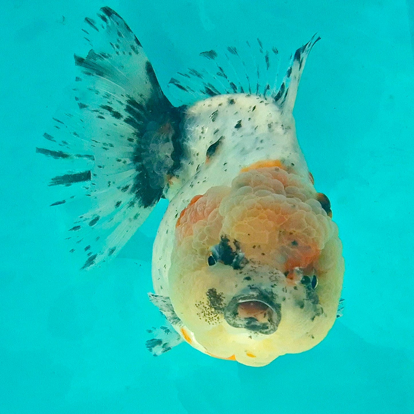 Live Fish Calico Godzilla Oranda
