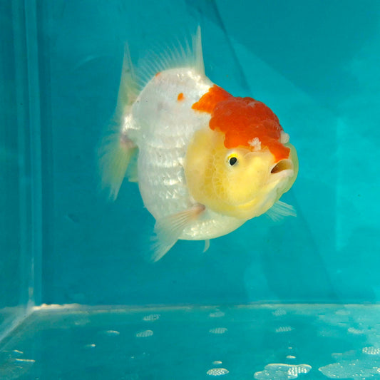 Live Fish Red Cap Godzilla Oranda