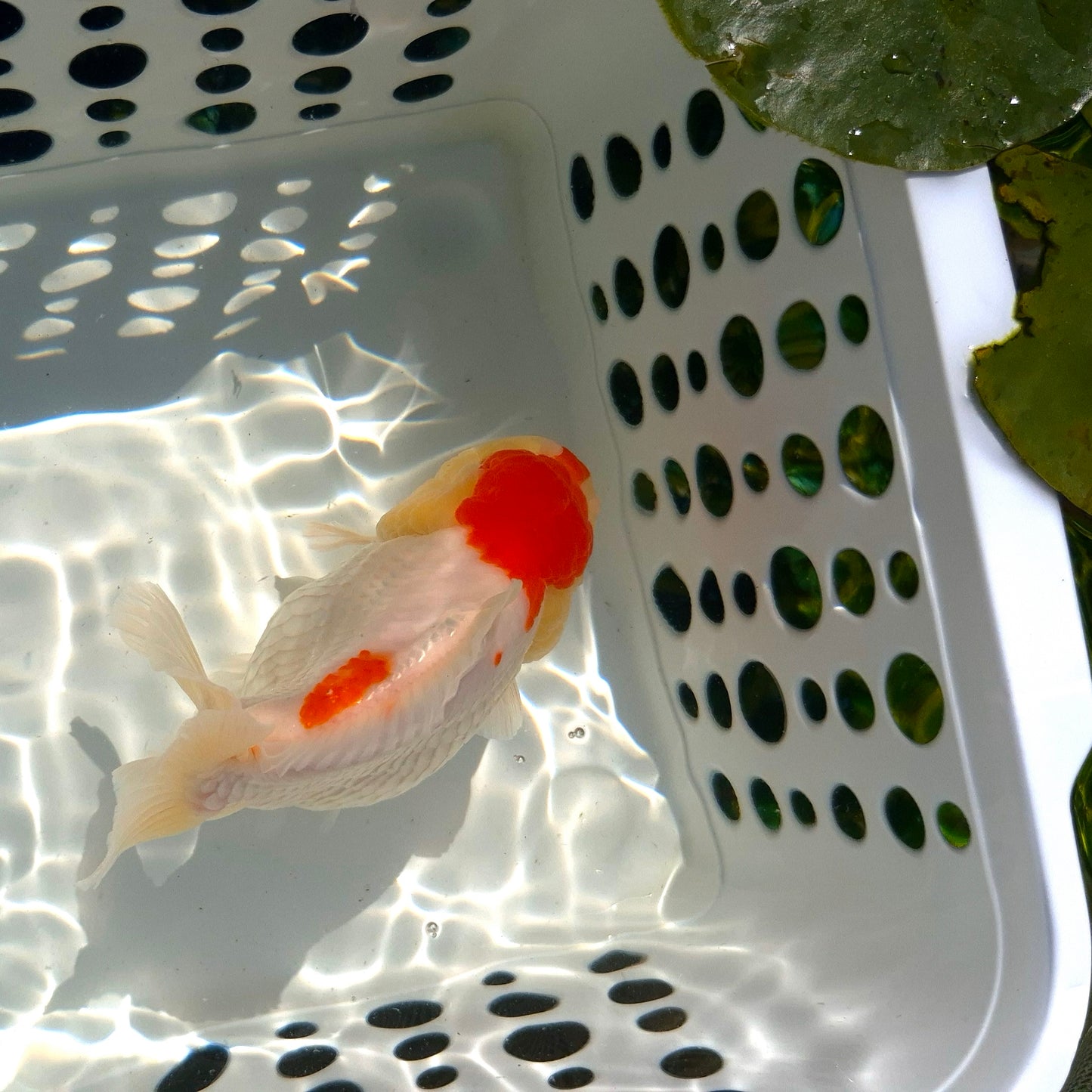 Live Fish Red Cap Godzilla Oranda